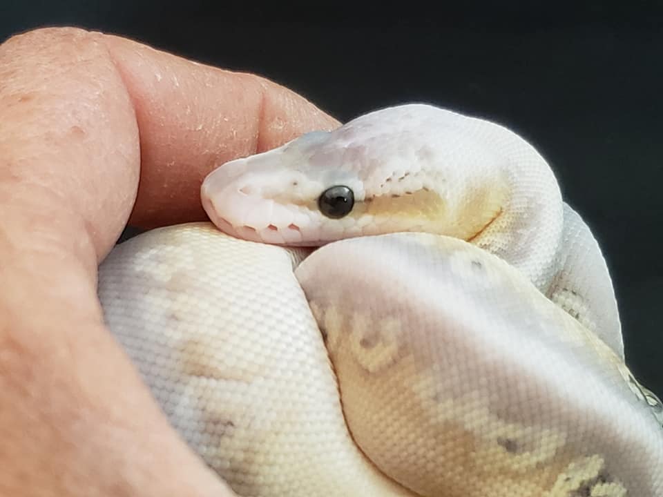 Painted Pythons