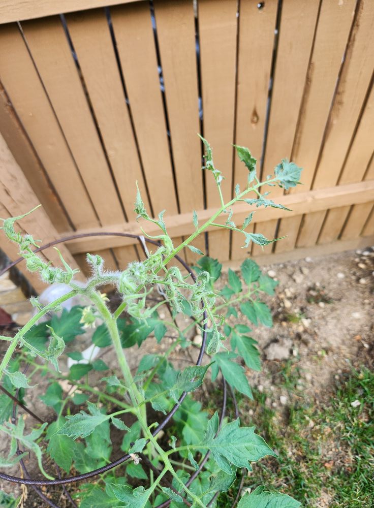 What's causing white fuzz on my tomato plant?