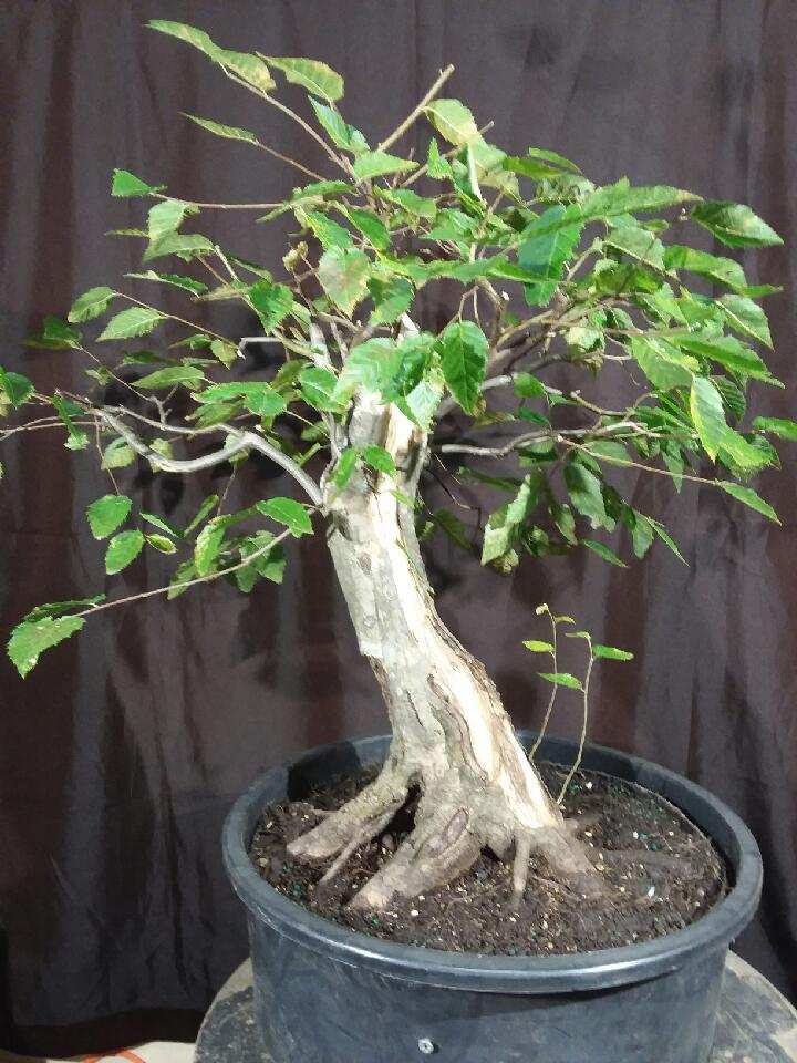 For Sale: QD-1927-AHB –... - Quattlebaum Bonsai Nursery