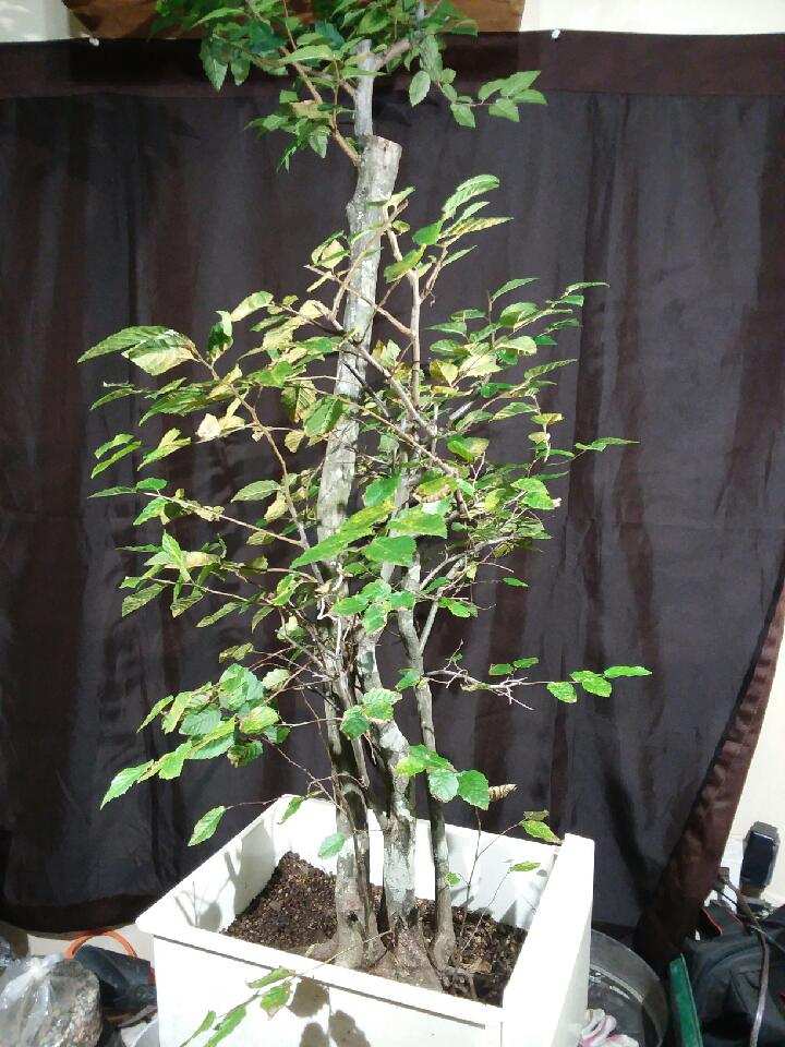 For Sale: QD-1928-AHB –... - Quattlebaum Bonsai Nursery