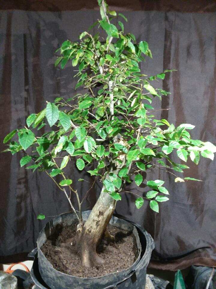 For Sale: QD-1929-AHB -... - Quattlebaum Bonsai Nursery
