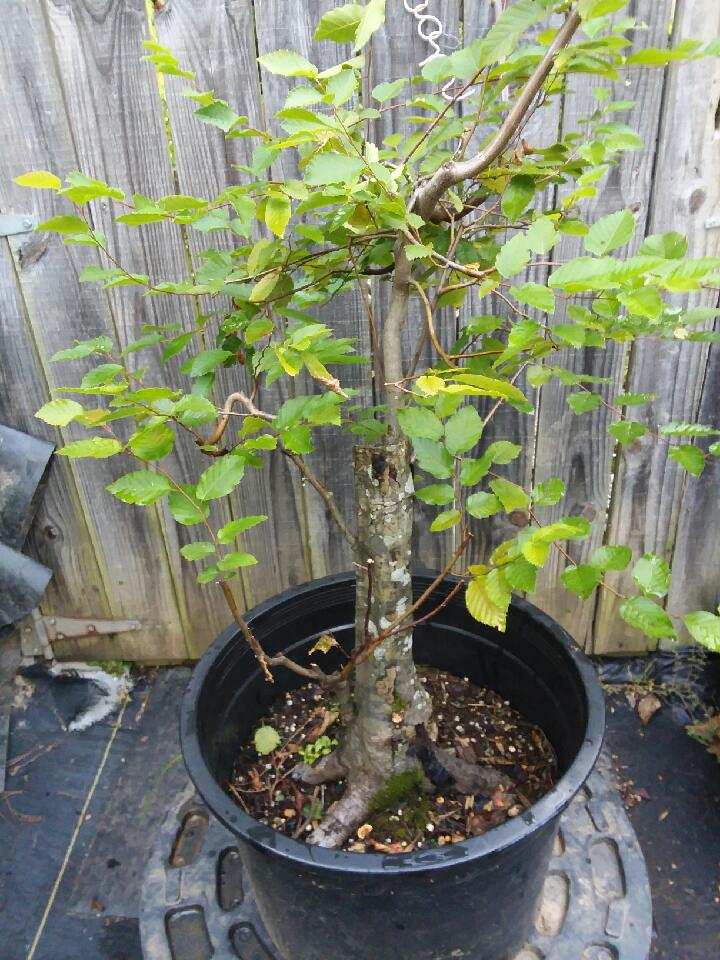 For Sale: QD-1933-AHB –... - Quattlebaum Bonsai Nursery | Facebook