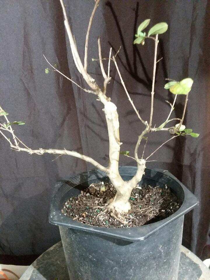 For Sale: QD-DCM-3G – Dwarf... - Quattlebaum Bonsai Nursery | Facebook