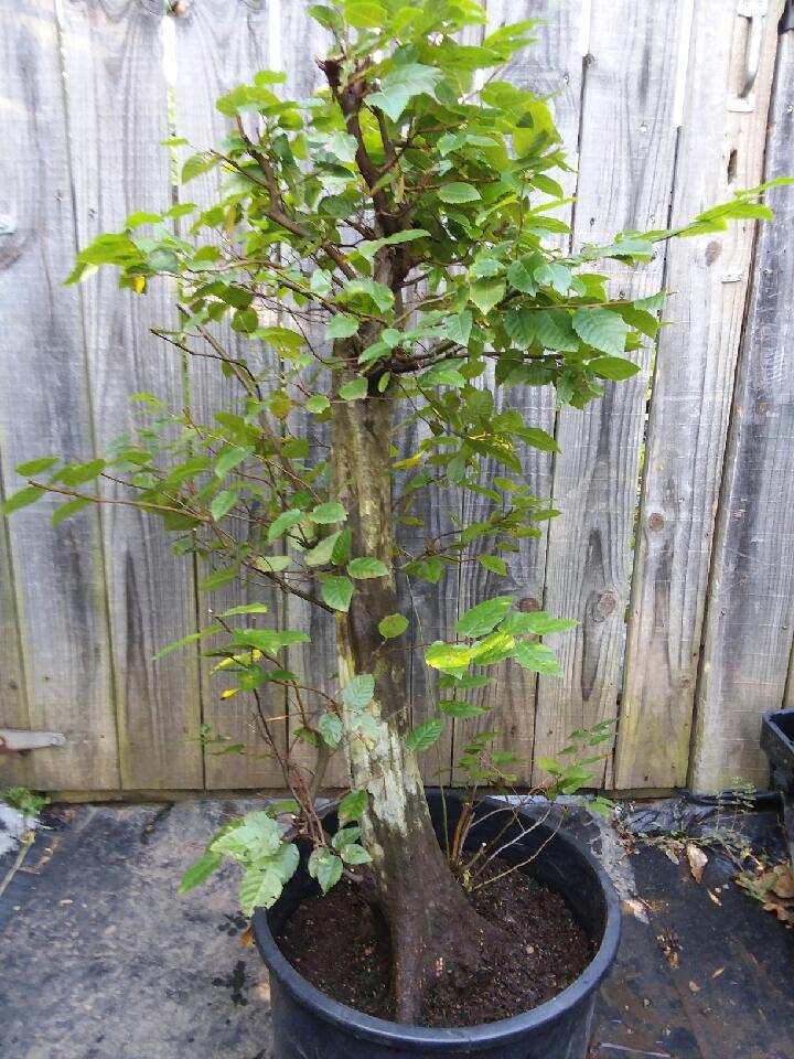 For Sale: Pre-Bonsai... - Quattlebaum Bonsai Nursery