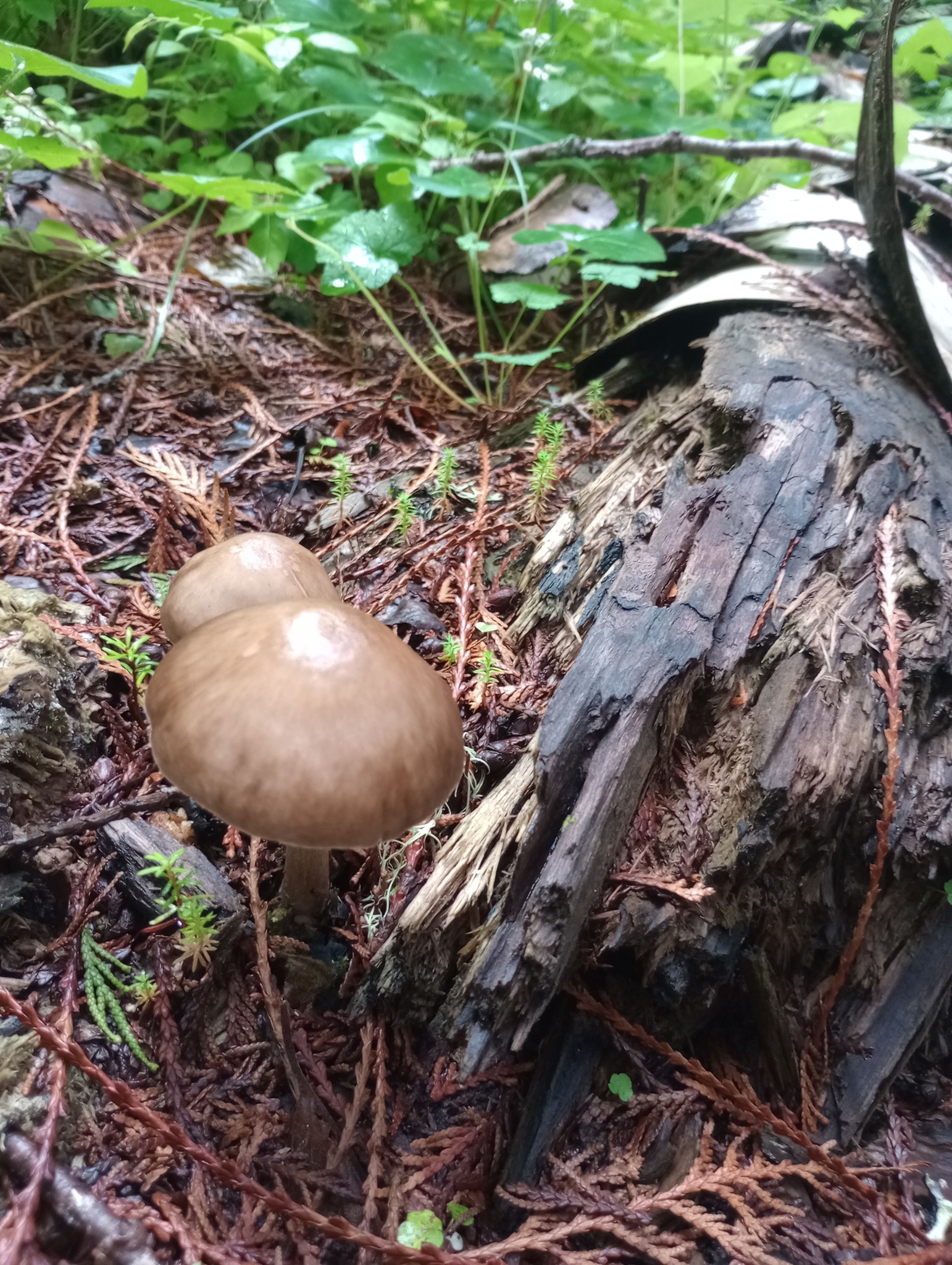 What mushrooms are found near decaying birch in Washington state?