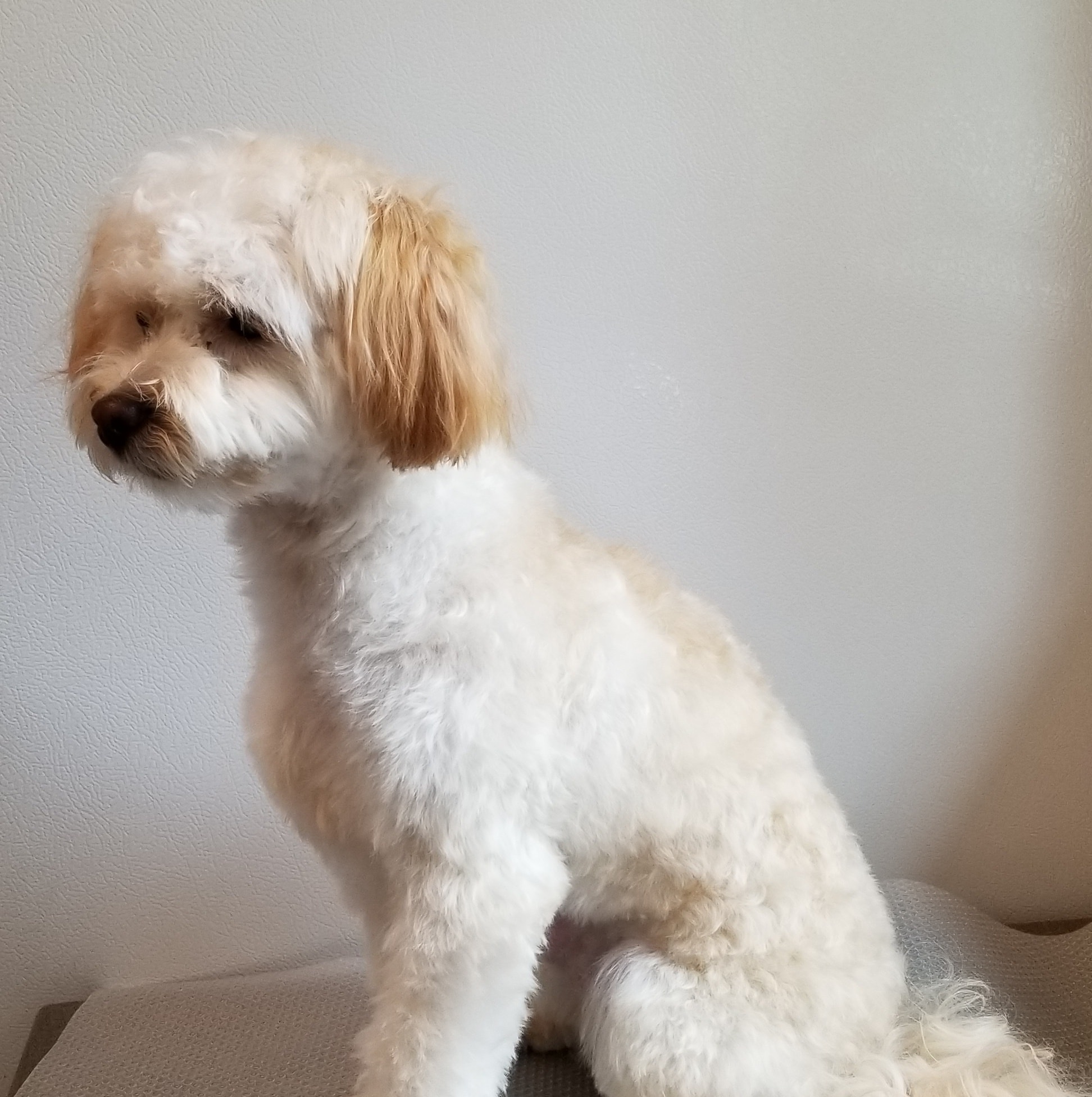 HOUSE CALL DOG Groomer Kelowna