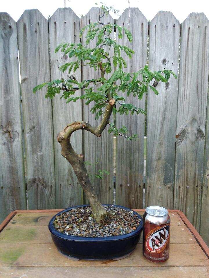 Quattlebaum Bonsai Nursery | Heber Springs AR
