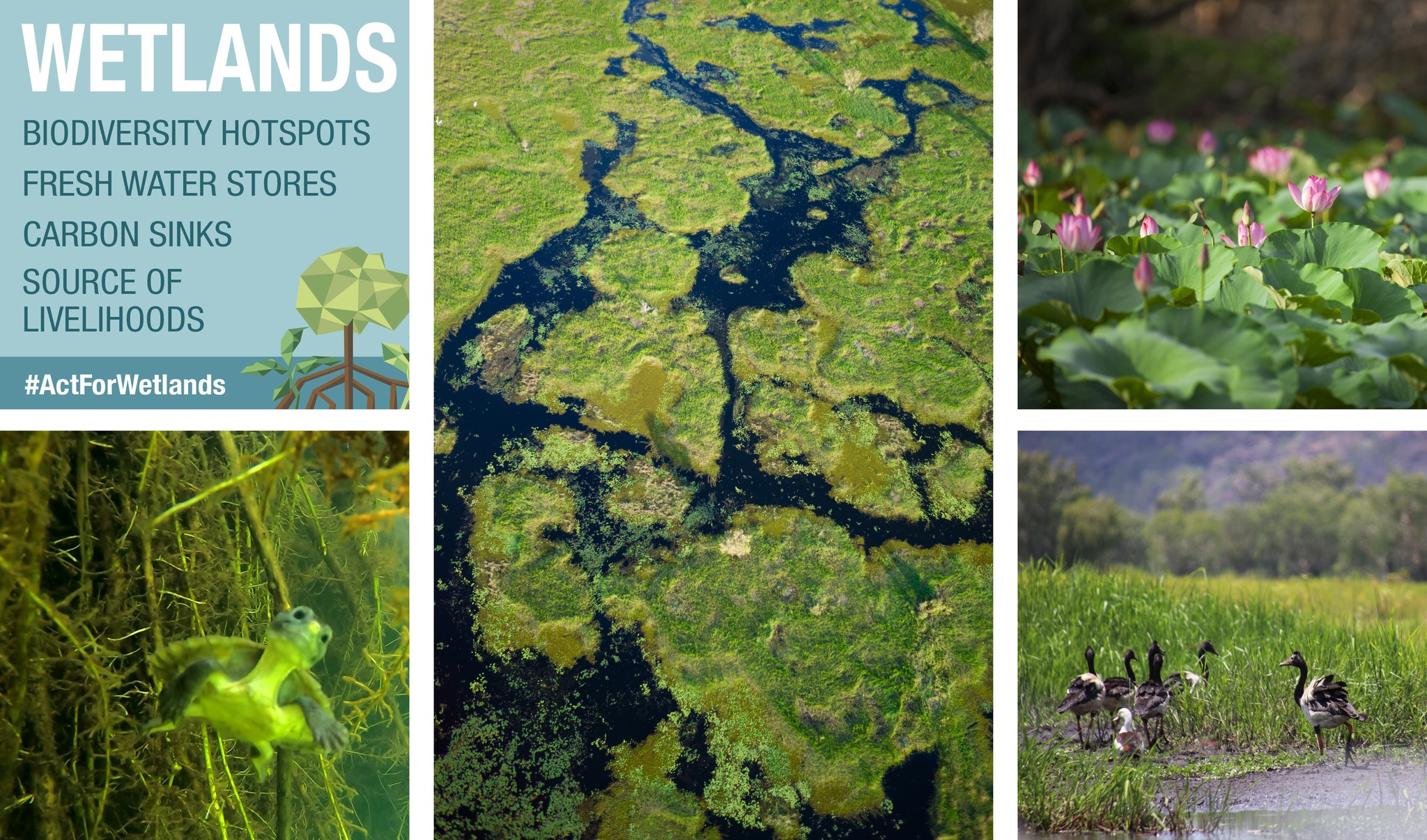 World Wetlands Day 2022 🌏 Today... - Supervising Scientist