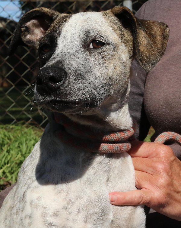RSPCA - Dog of the Week is Freddie - AID # 1147836, Male, Bull Arab mix ...