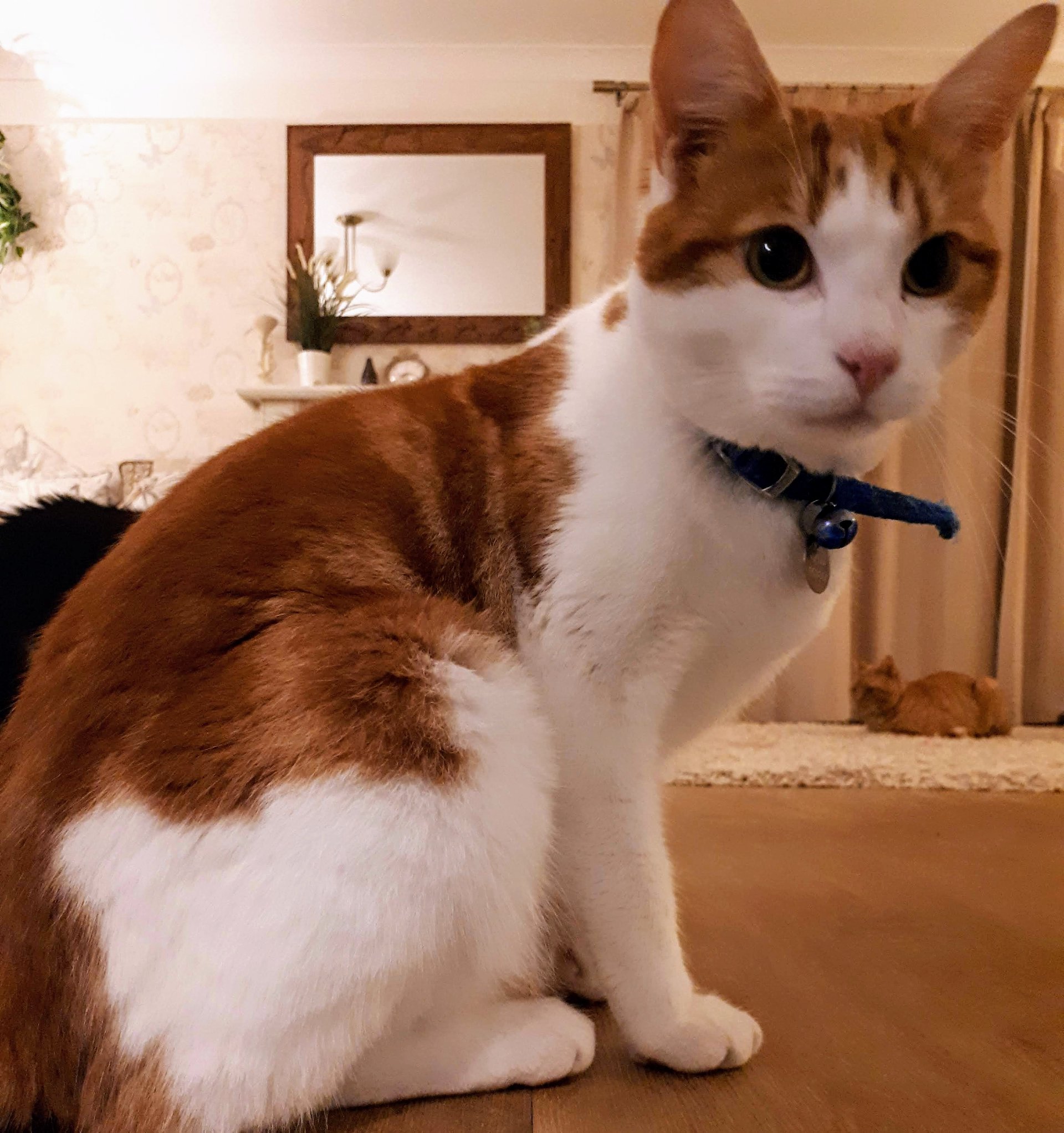 Cats Protection Northampton Home Facebook