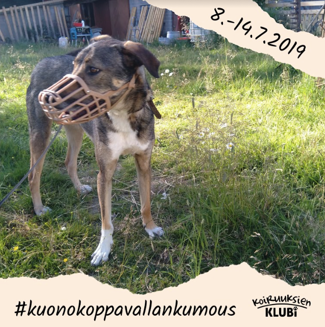Koiruuksien - Millainen kuonokoppa on hyvä? Kerro, mistä löysit sinun ...
