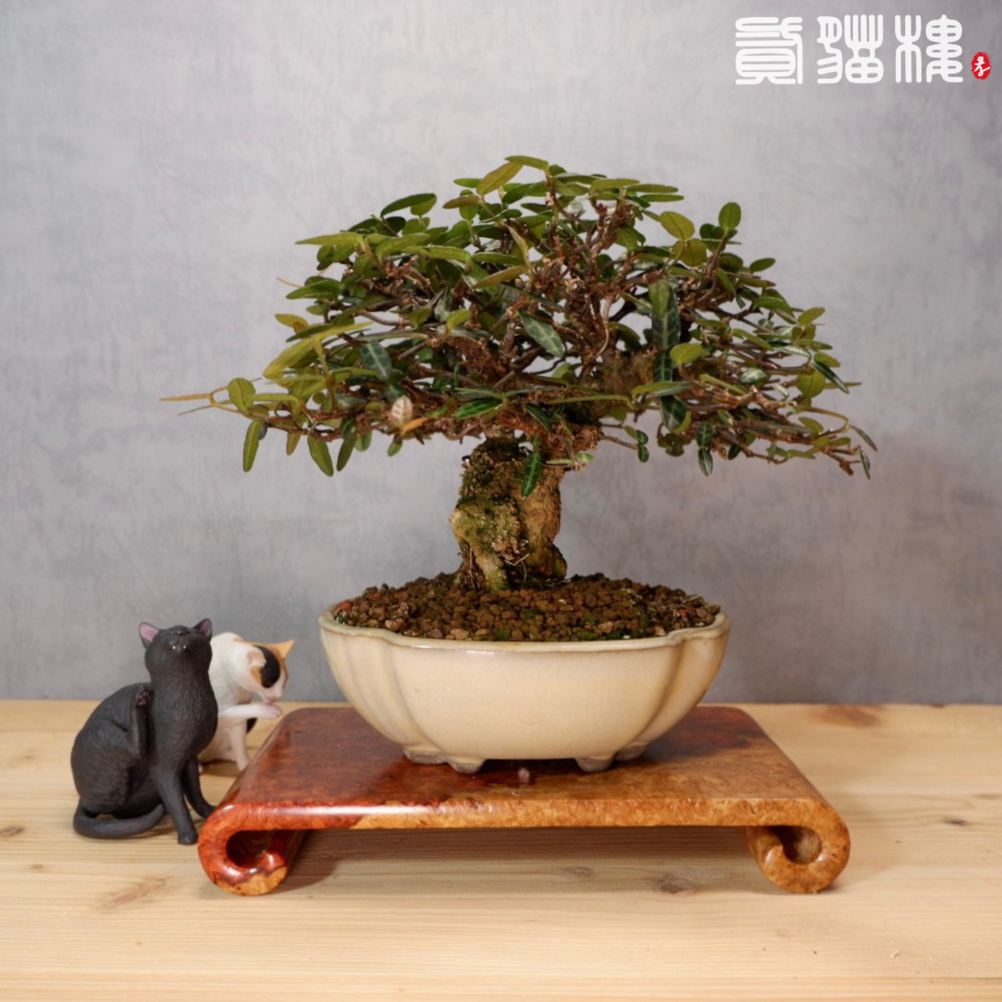 十字葛昨兒有樹友詢問到手邊有沒有十字葛盆栽正好把它拿出來整理一下