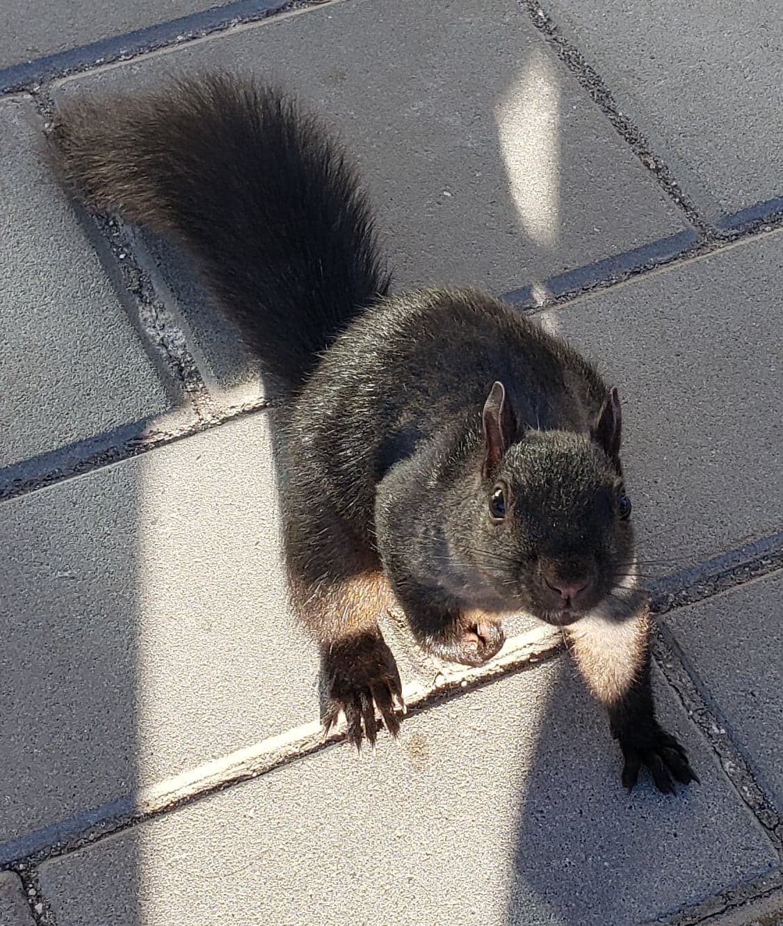 Raccoons of UBC - The smallest raccoon we've ever seen