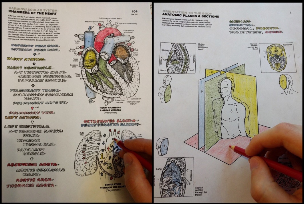 Kenhub - Learn anatomy with a coloring book! It is fun and works ...