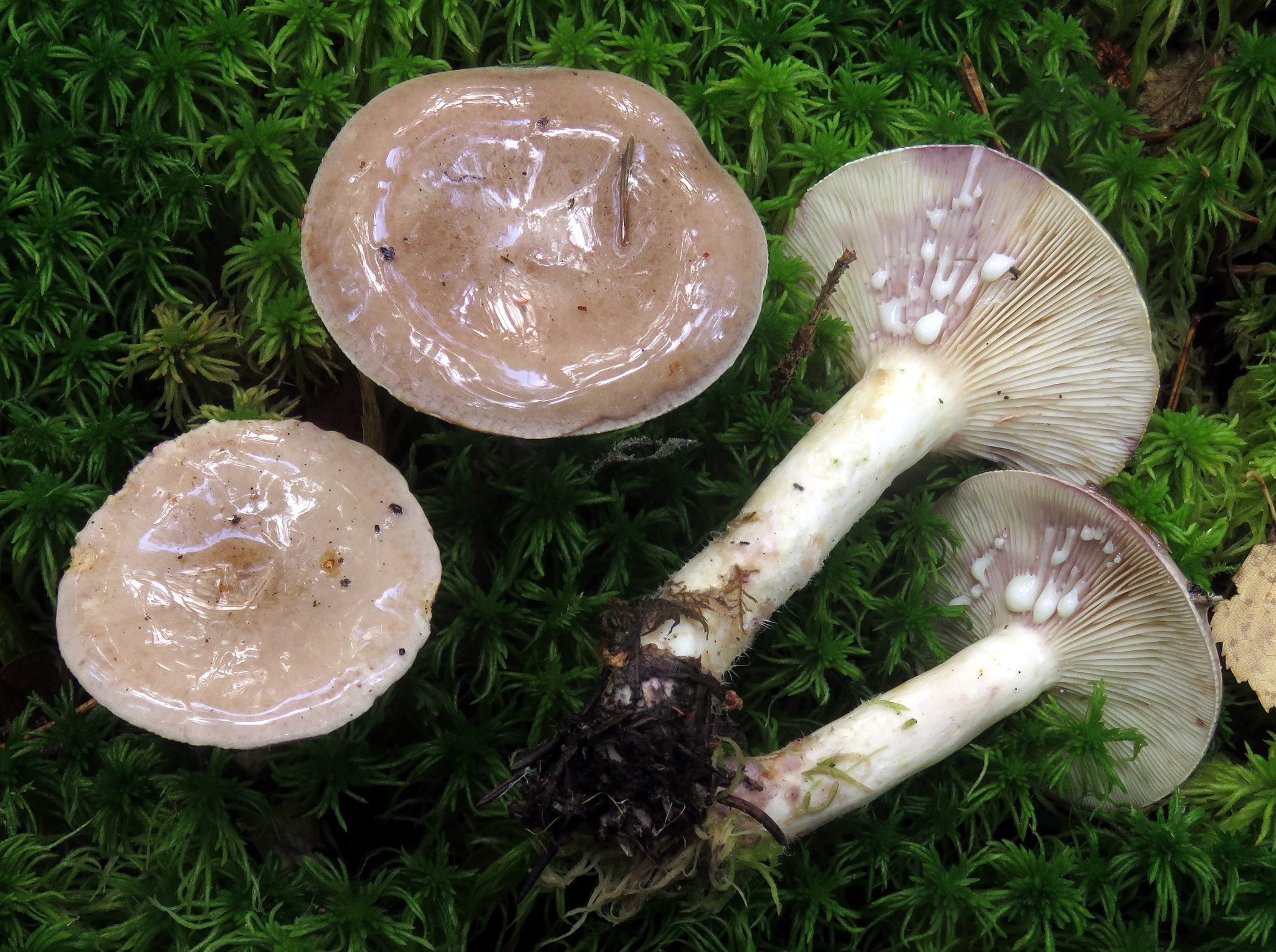 suomen-sieniseura-finlands-svampv-nner-ry-finnish-mycological