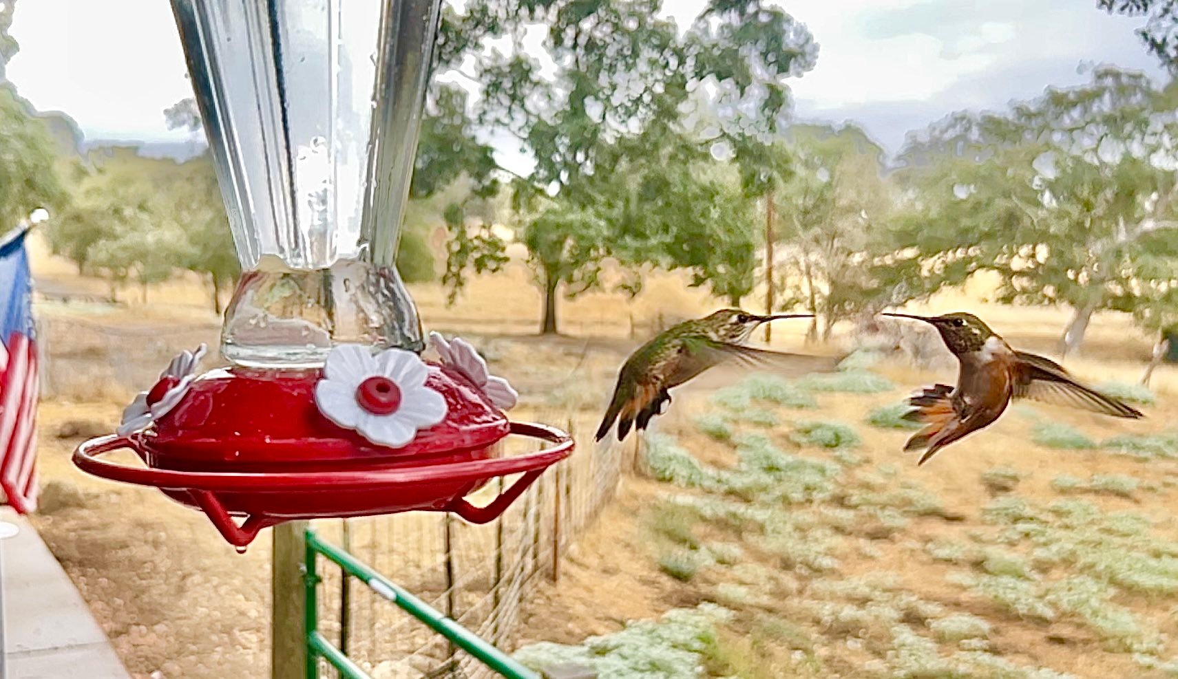 We Love Hummingbirds Community | A few of my favorite captures from ...