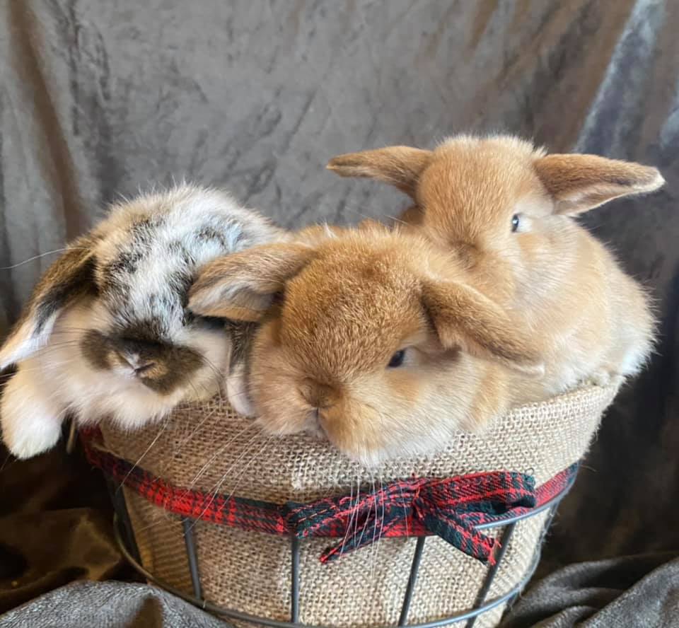 Happy Hoppers Rabbitry