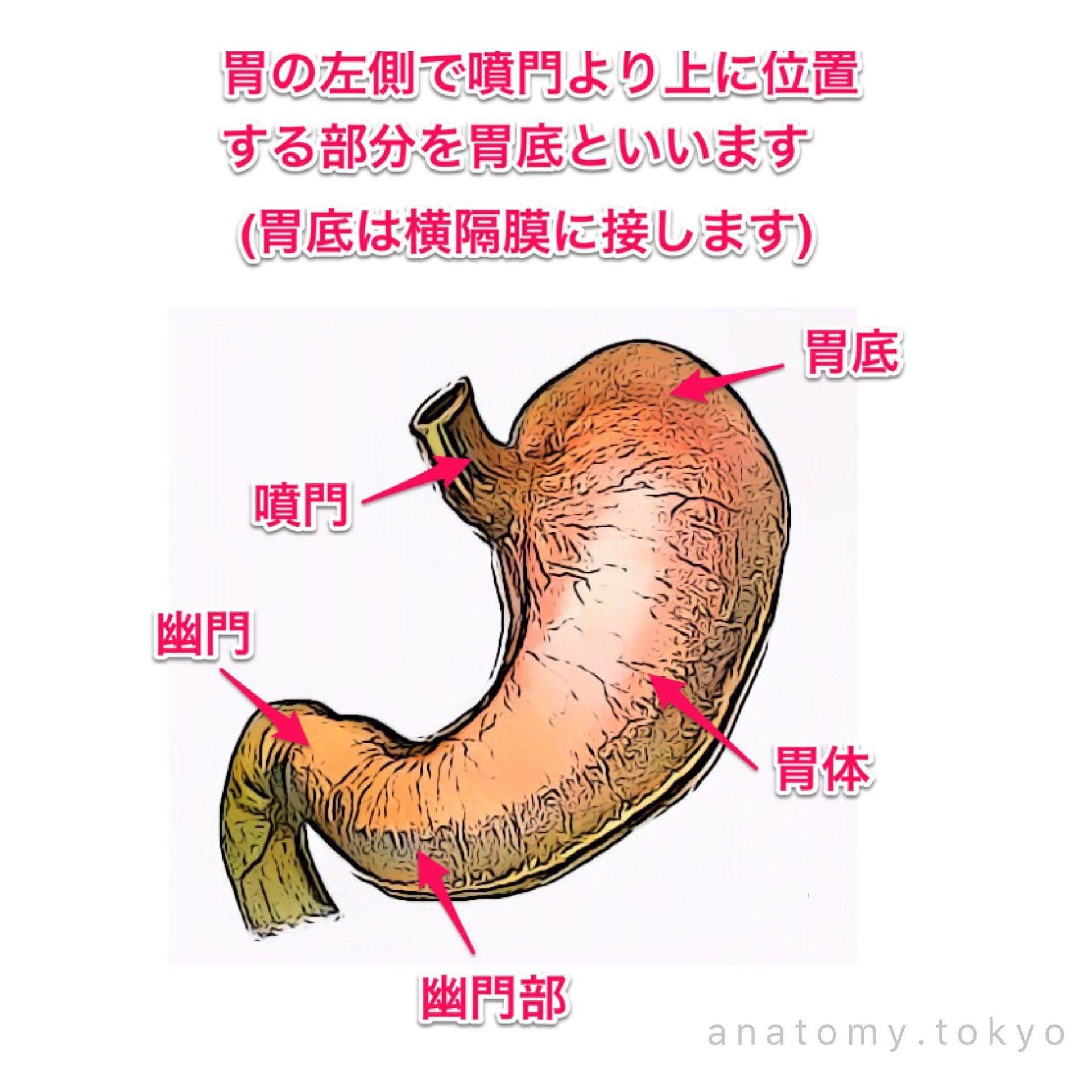 かずひろ先生の【徹底的国試対策】解剖学 - 胃について誤っているのはどれか (理作-1997-15) 1. 噴門は第11胸椎の左側にある 2 ...