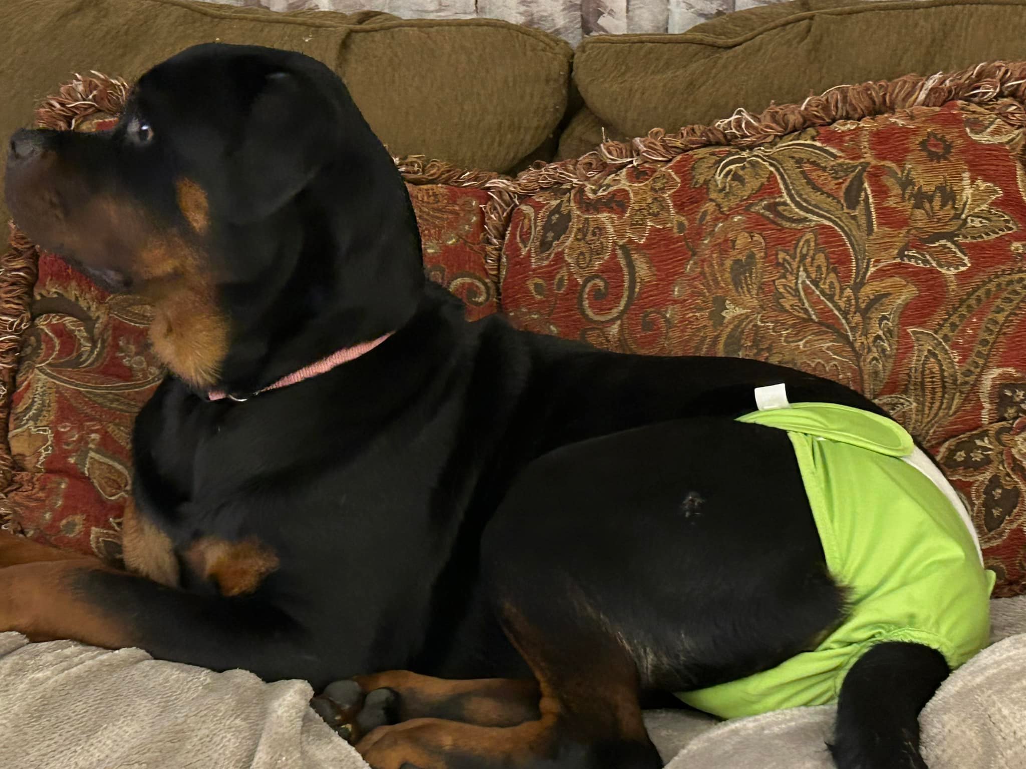 Little karma is not... - Brickman Rottweilers Westfield, MA | Facebook