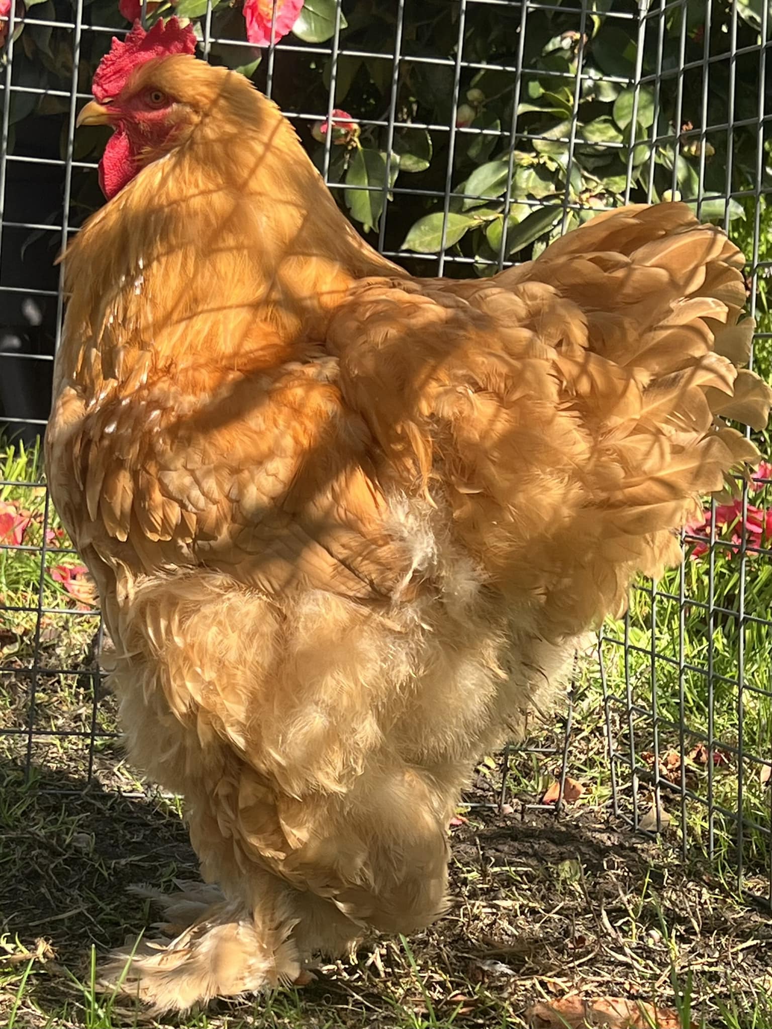Australian Poultry by Backyard Poultry | 7 month old buff Cochin | Facebook