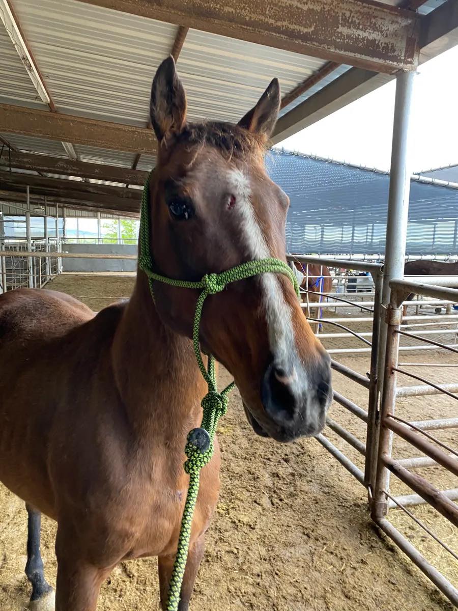 Adonis Acres - Meet Ripley! She will be here the end of...