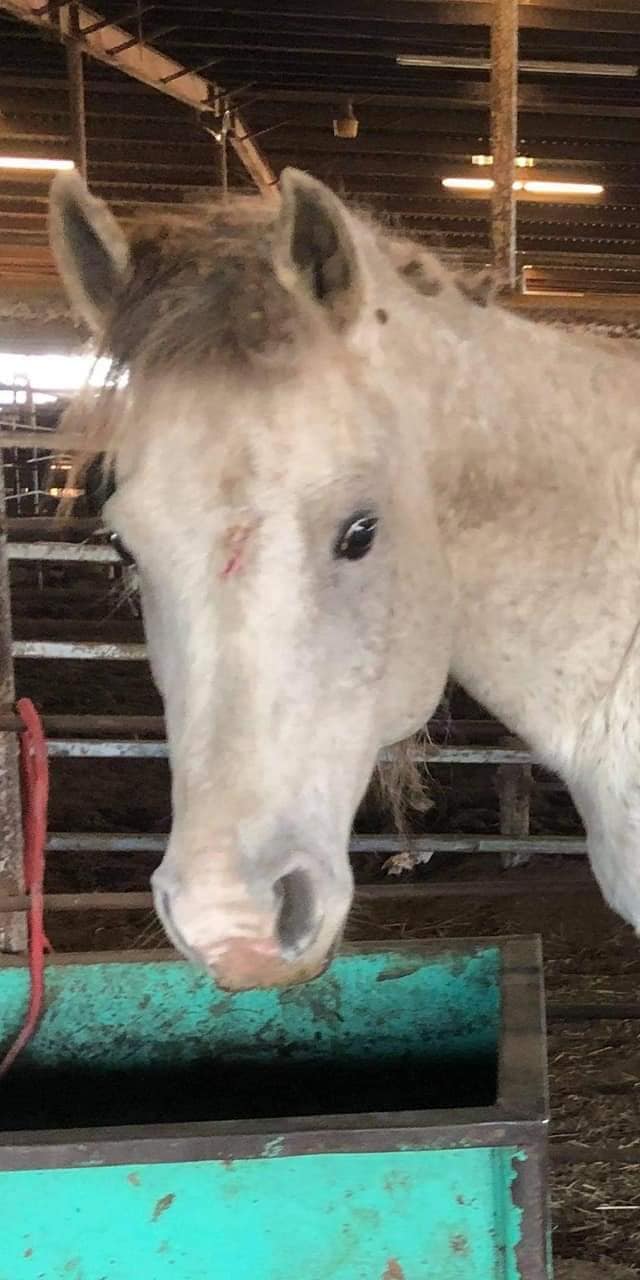 SAFE Equine Rescue