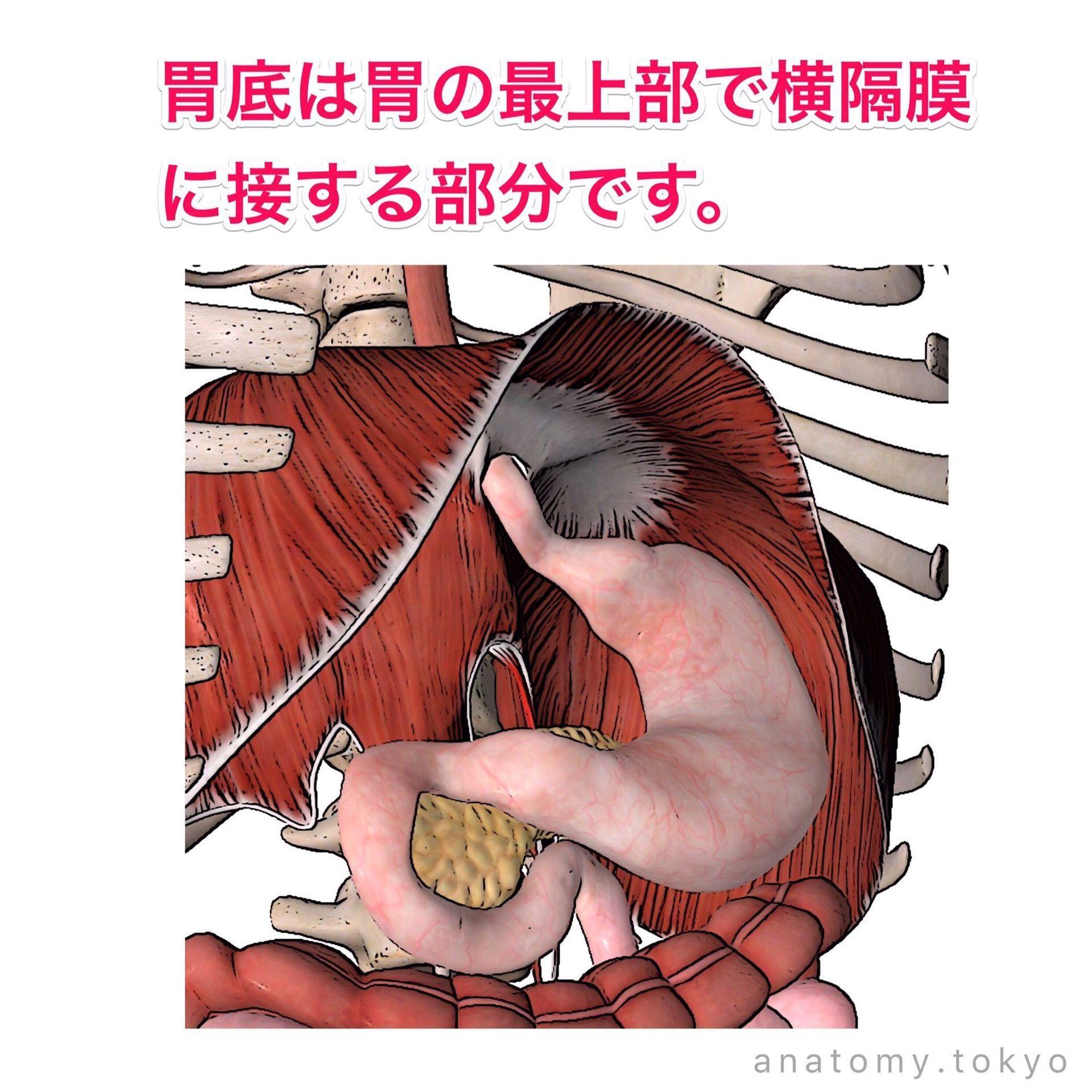 かずひろ先生の【徹底的国試対策】解剖学 - 胃の( ) は横隔膜に接する⠀ ⠀ (解答) 胃底⠀ 胃底は胃の最上部で横隔膜に接する部分です ...