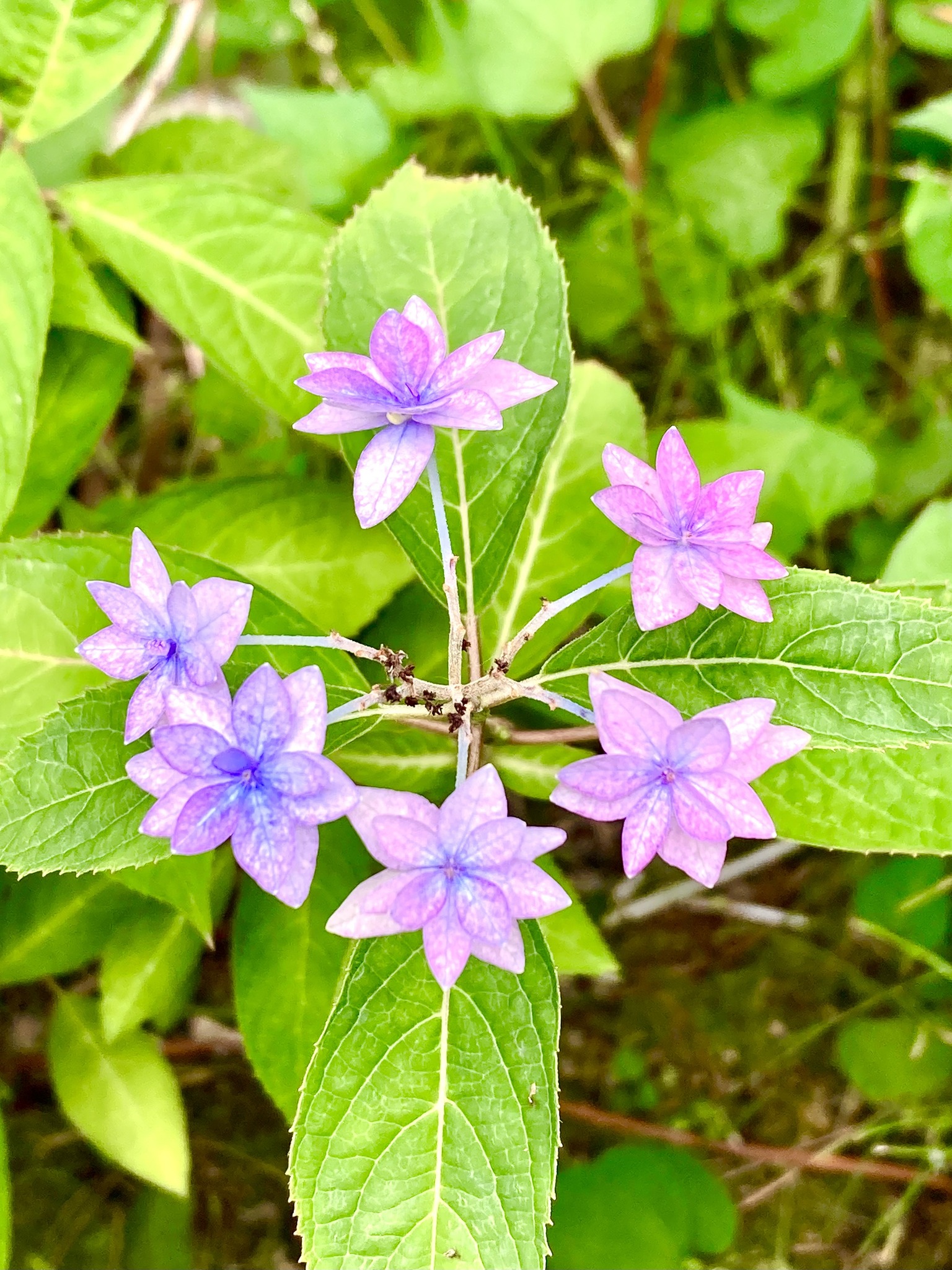 130年間、幻と言われたアジサイ** シチダンカ（七段花