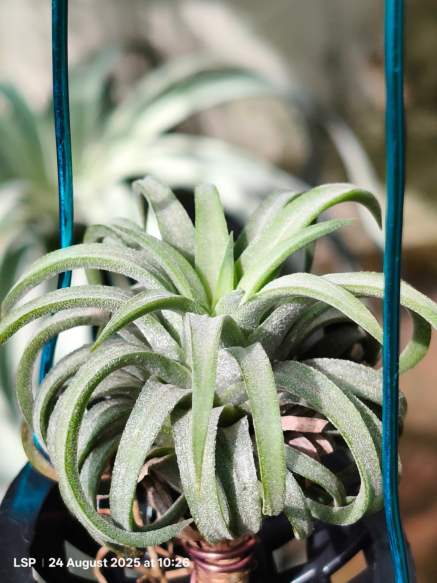 Tillandsia ionantha 'Hedgehog' The infamous ionantha that can be