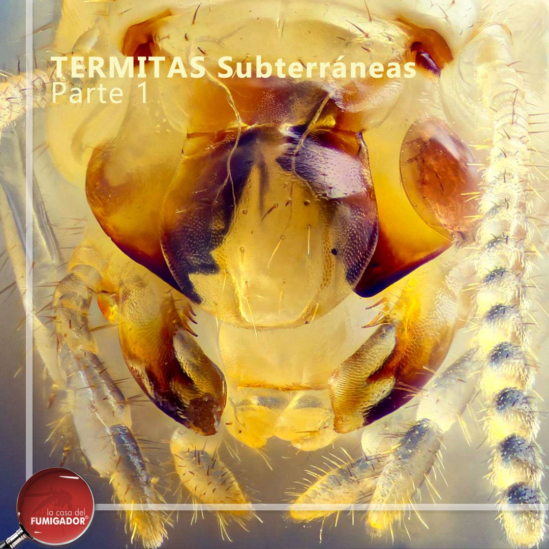 Las TERMITAS SUBTERRÁNEAS, las... - La Casa del Fumigador