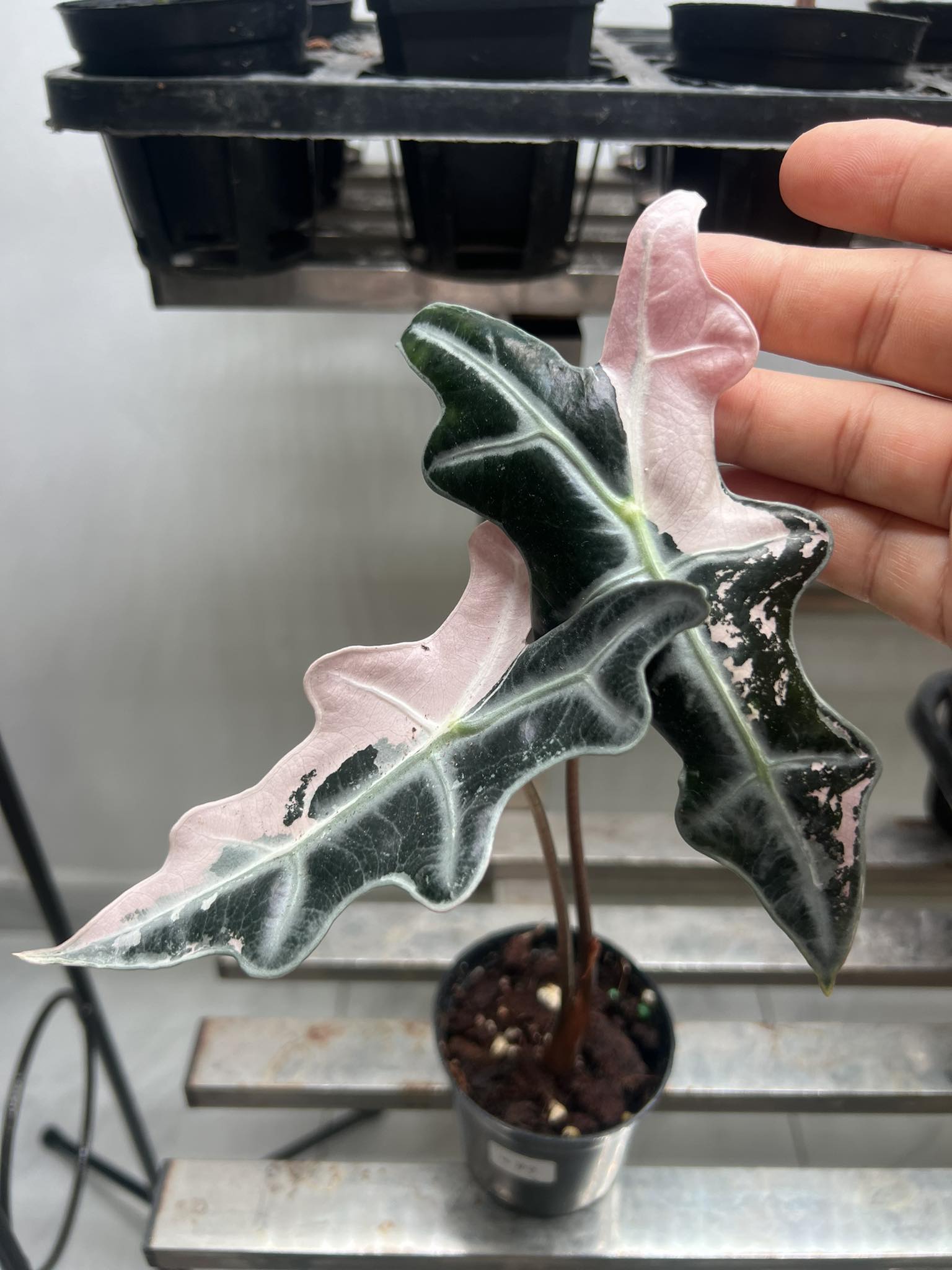 Alocasia nobilis super pink 