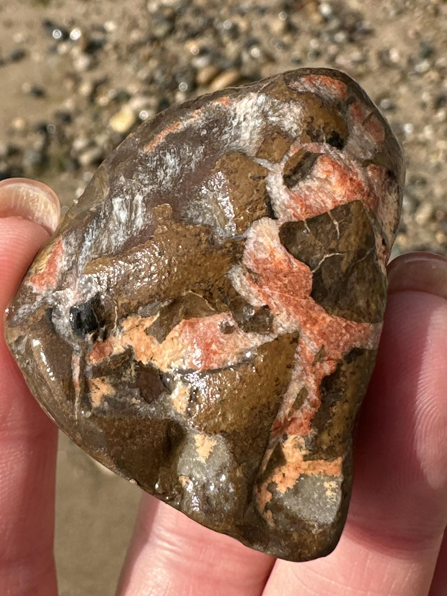 Septarian nodule found in Fennville, MI