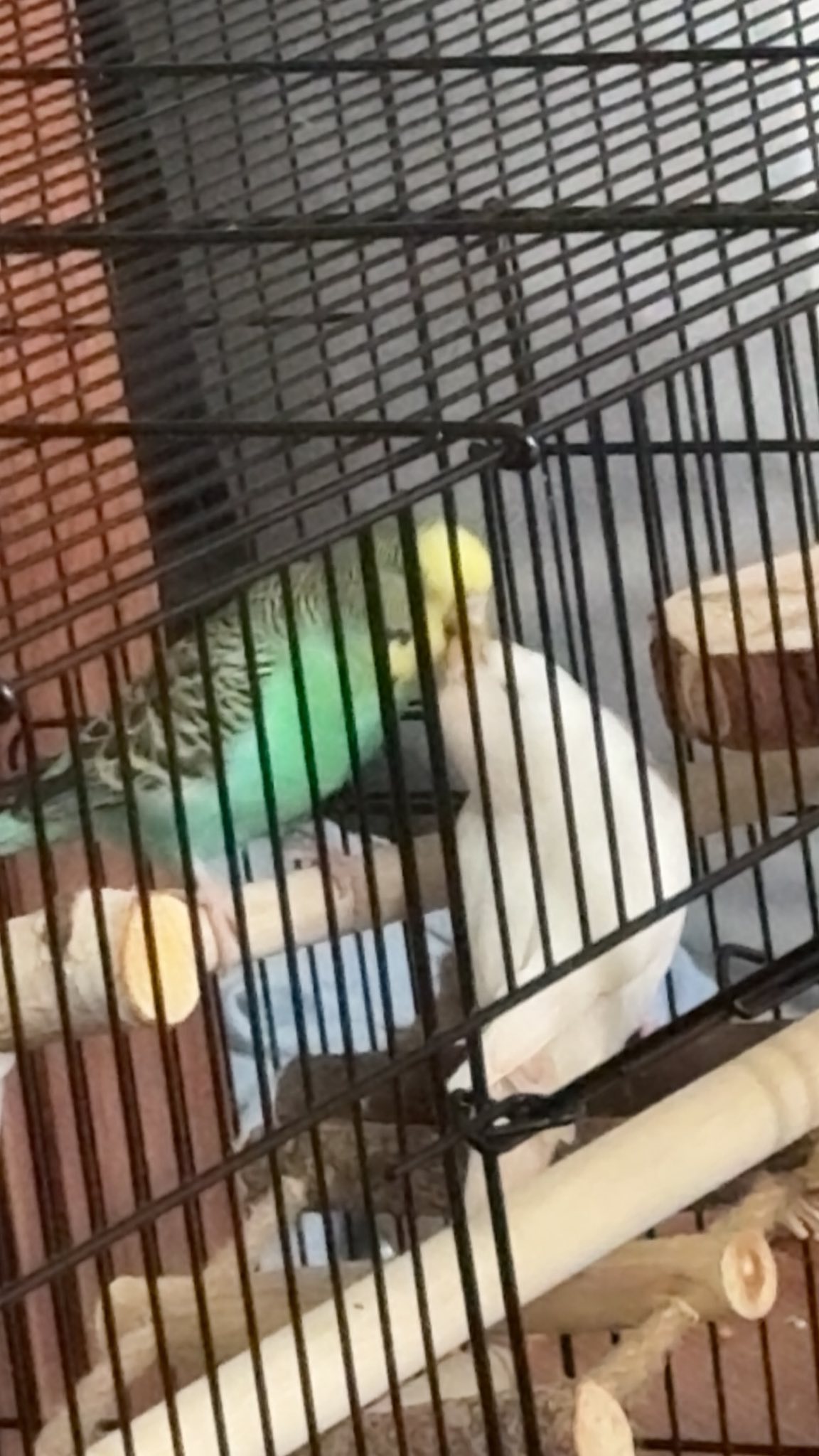 Lost parakeet in Joseph Ave area