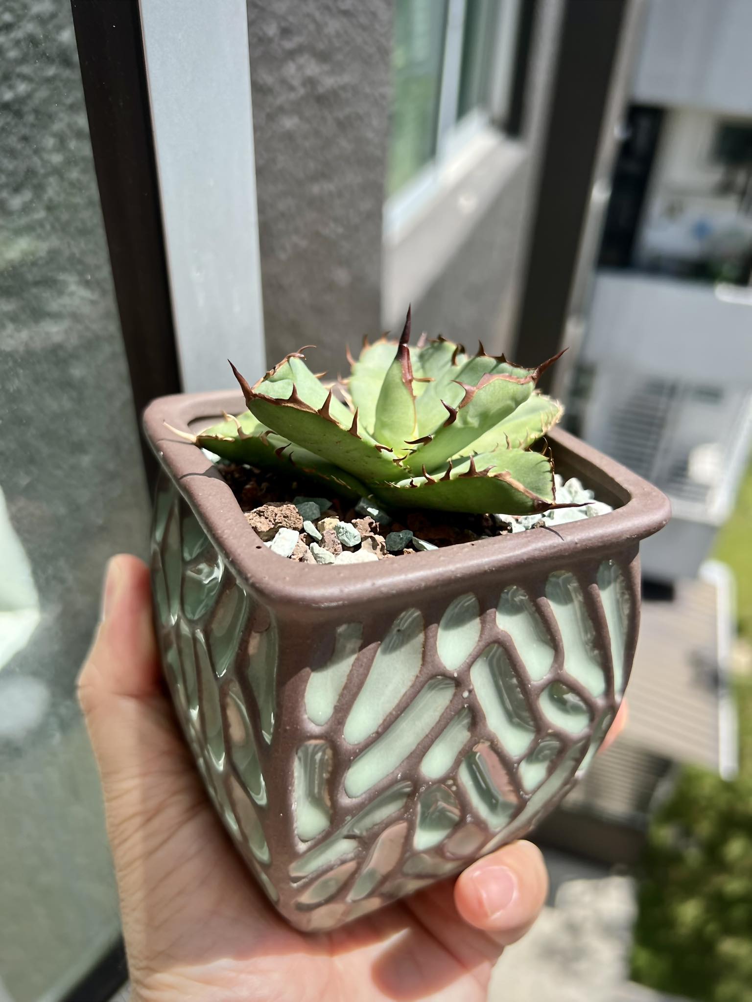 Growing agave oteroi from seeds in Japan