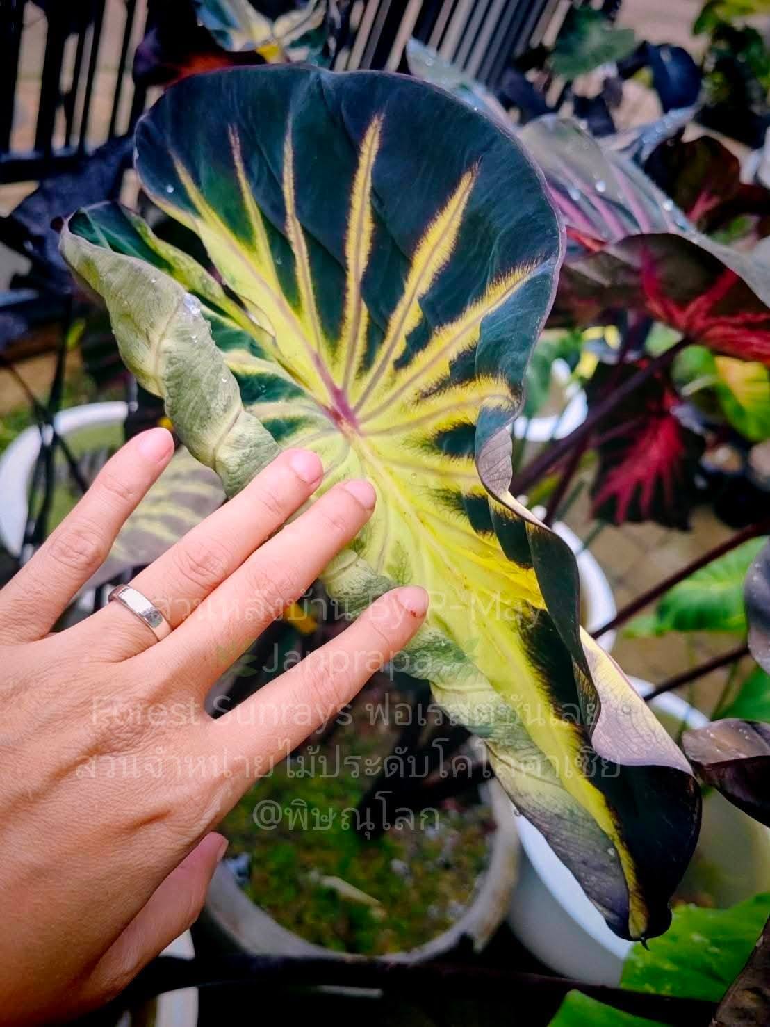 Colocasia​ Forest​ Sunrays So​ Beautiful​ 🇹🇭