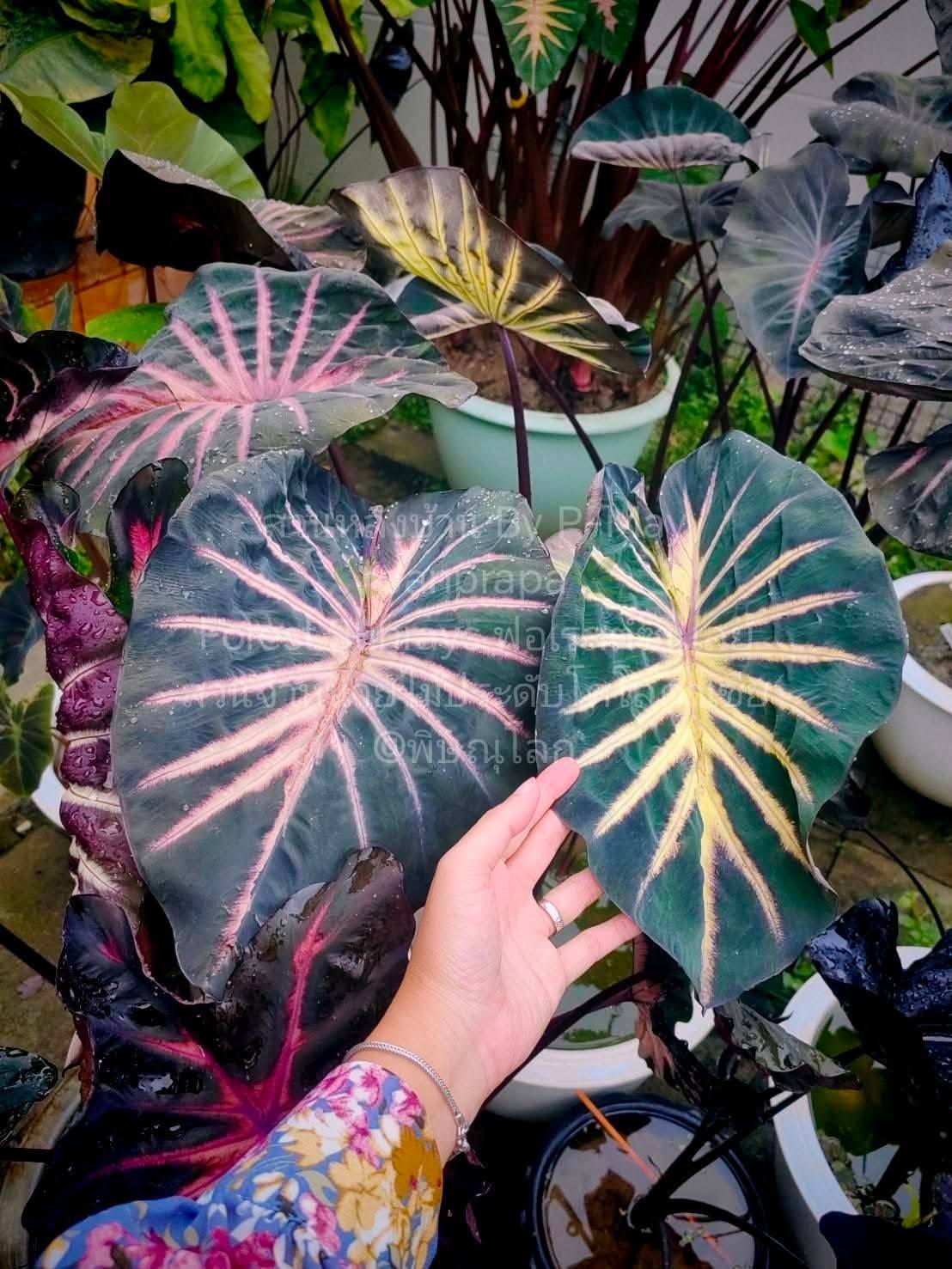 コロカシア　フォレストサンレイズ Colocasia​ Forest​ Sunrays So​ Beautiful​ 🇹🇭