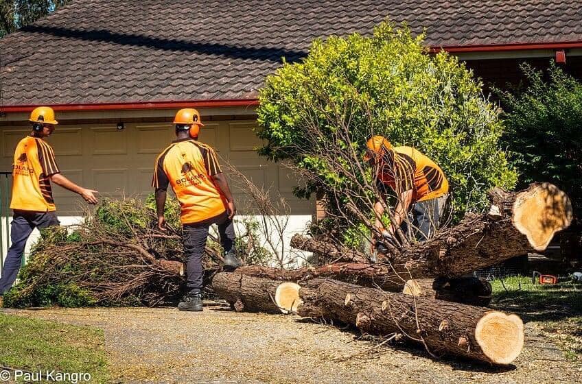 Bolans Residential & Strata Tree Services | Mount Kuring-Gai NSW
