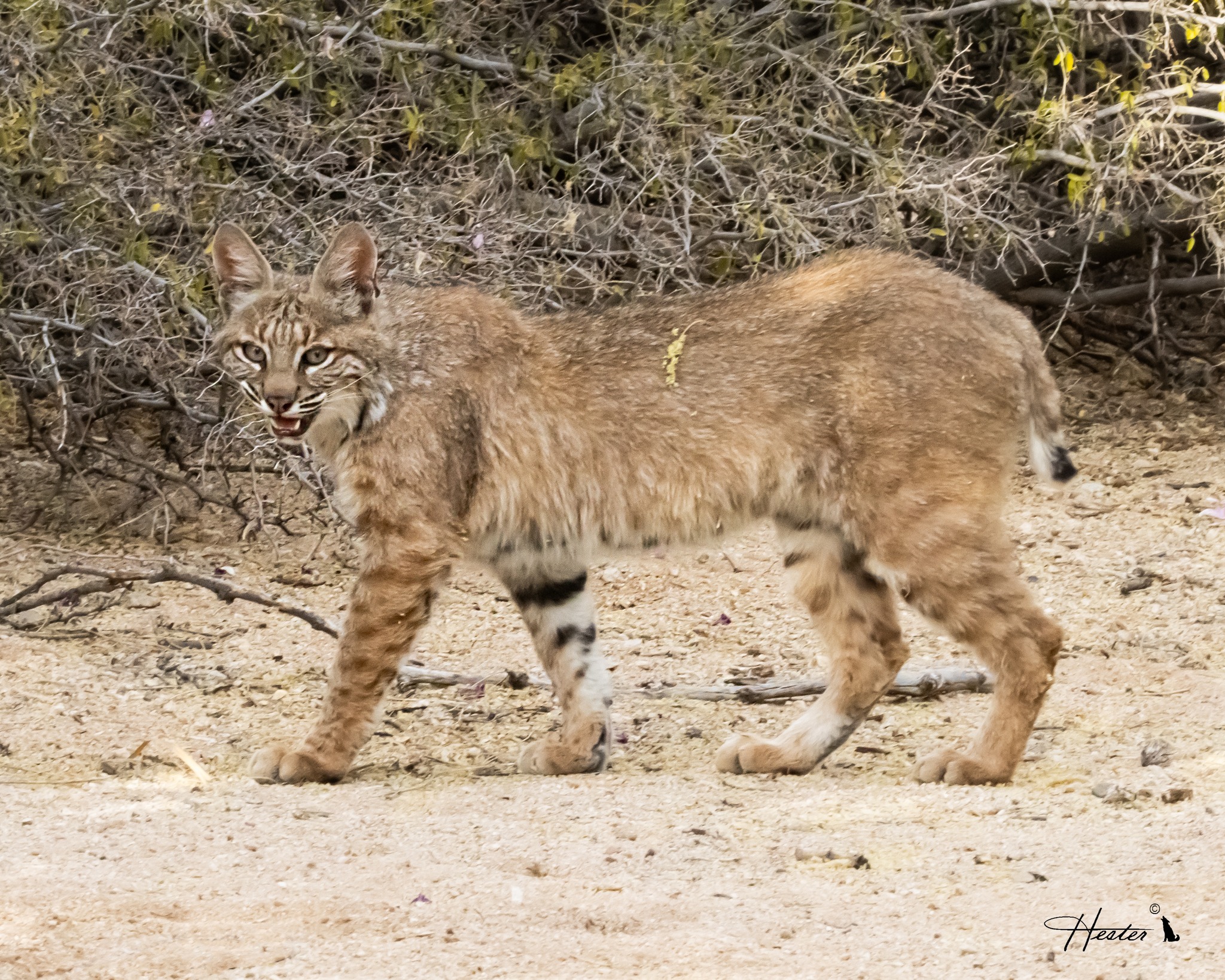 Bobcat coat patterns vary widely