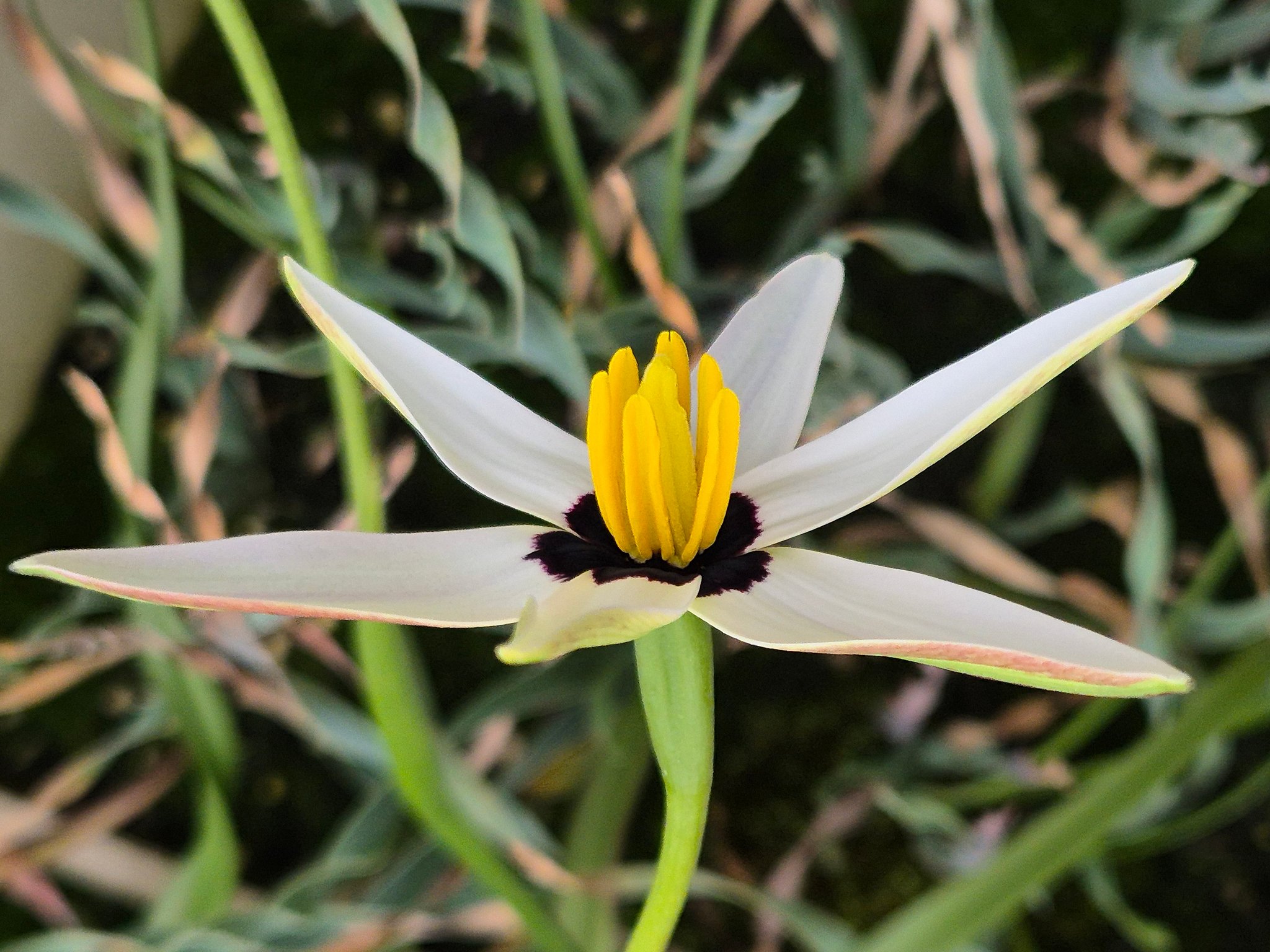 Rare Pauridia species like capensis and scullyi