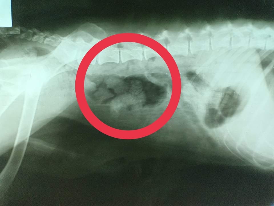 Station 1 RADIO - This is a bladder stone case in an...