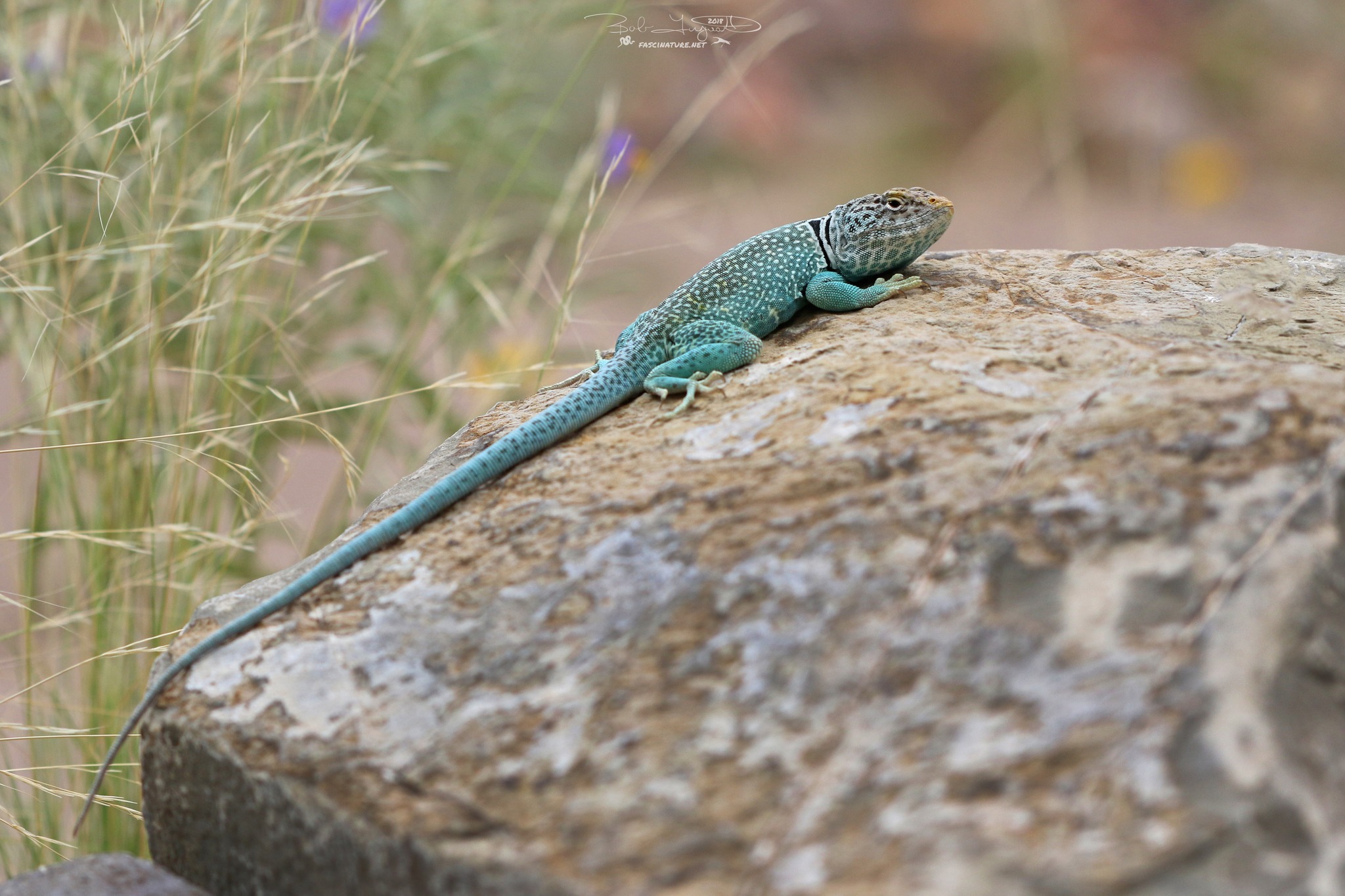 Today is World Lizard Day! The Eastern Collared Lizard is a bright 