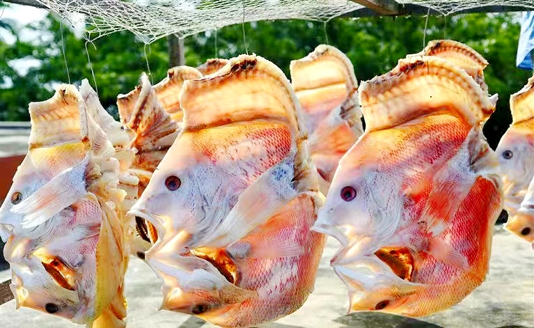 The crimson snapper is also known as... - China Plus Culture | Facebook