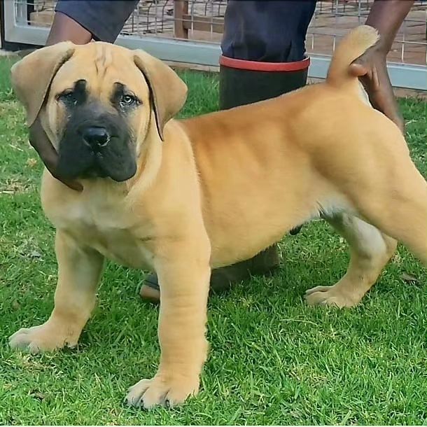 Mighty Boerboele 0685507 Basjan... - Mighty Boerboele | Facebook