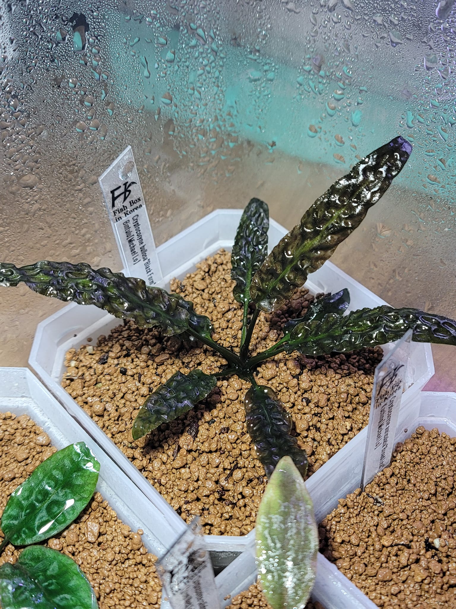 【PP便】Cryptocoryne striolata \