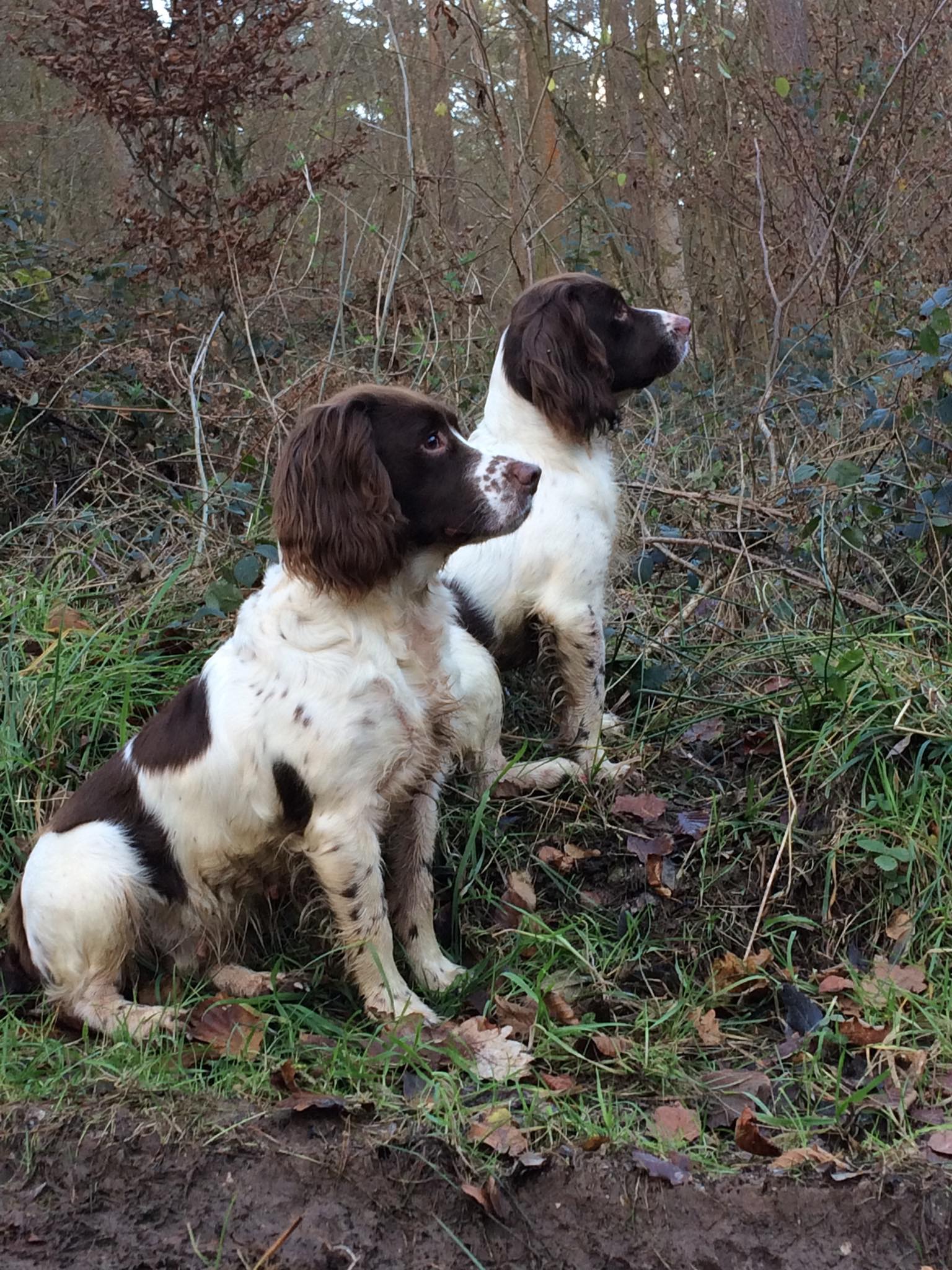 English Springer spaniel for rehoming / adoption | Facebook
