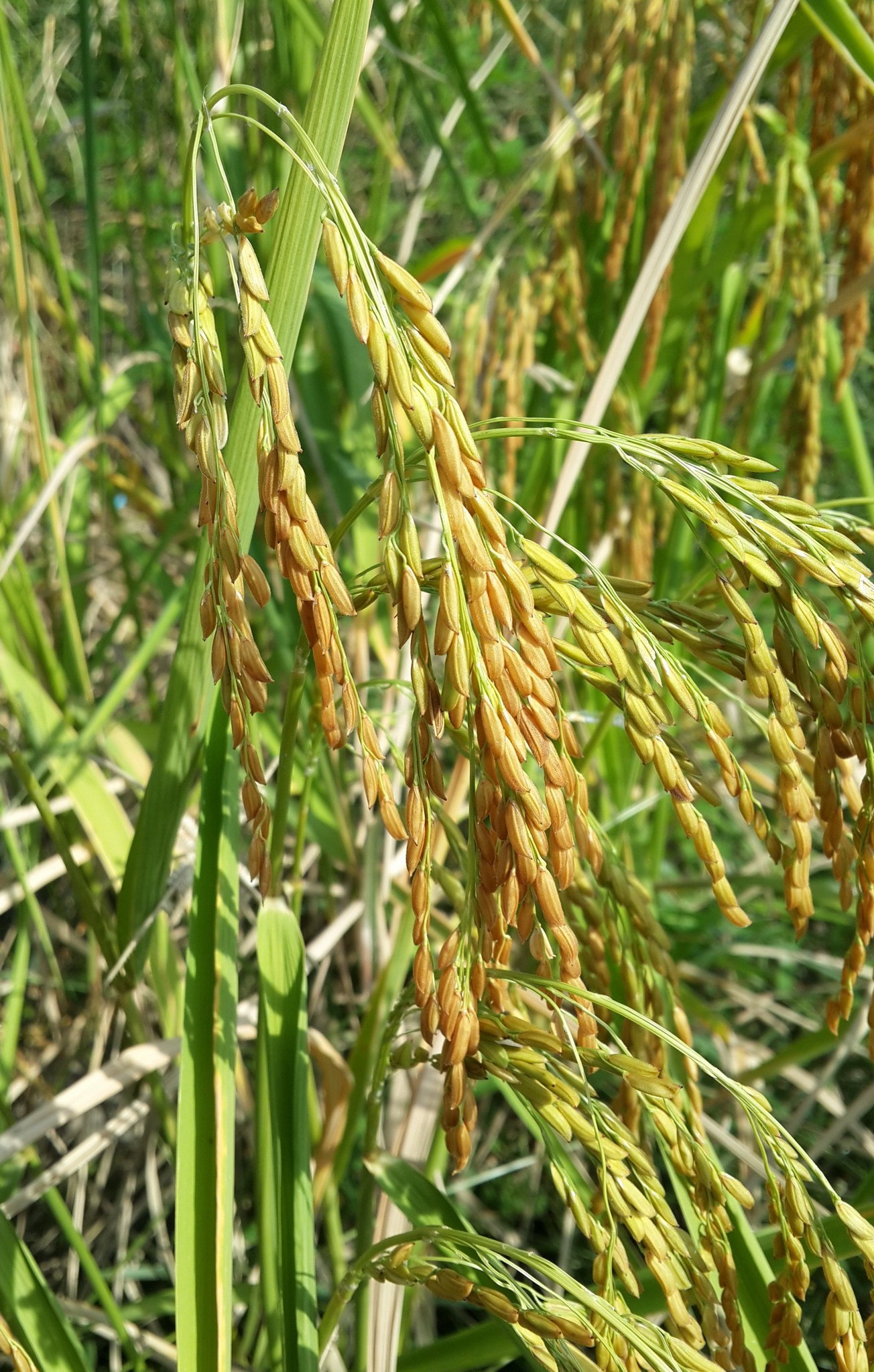 Bioscience for Sustainable Agriculture Program, Thailand