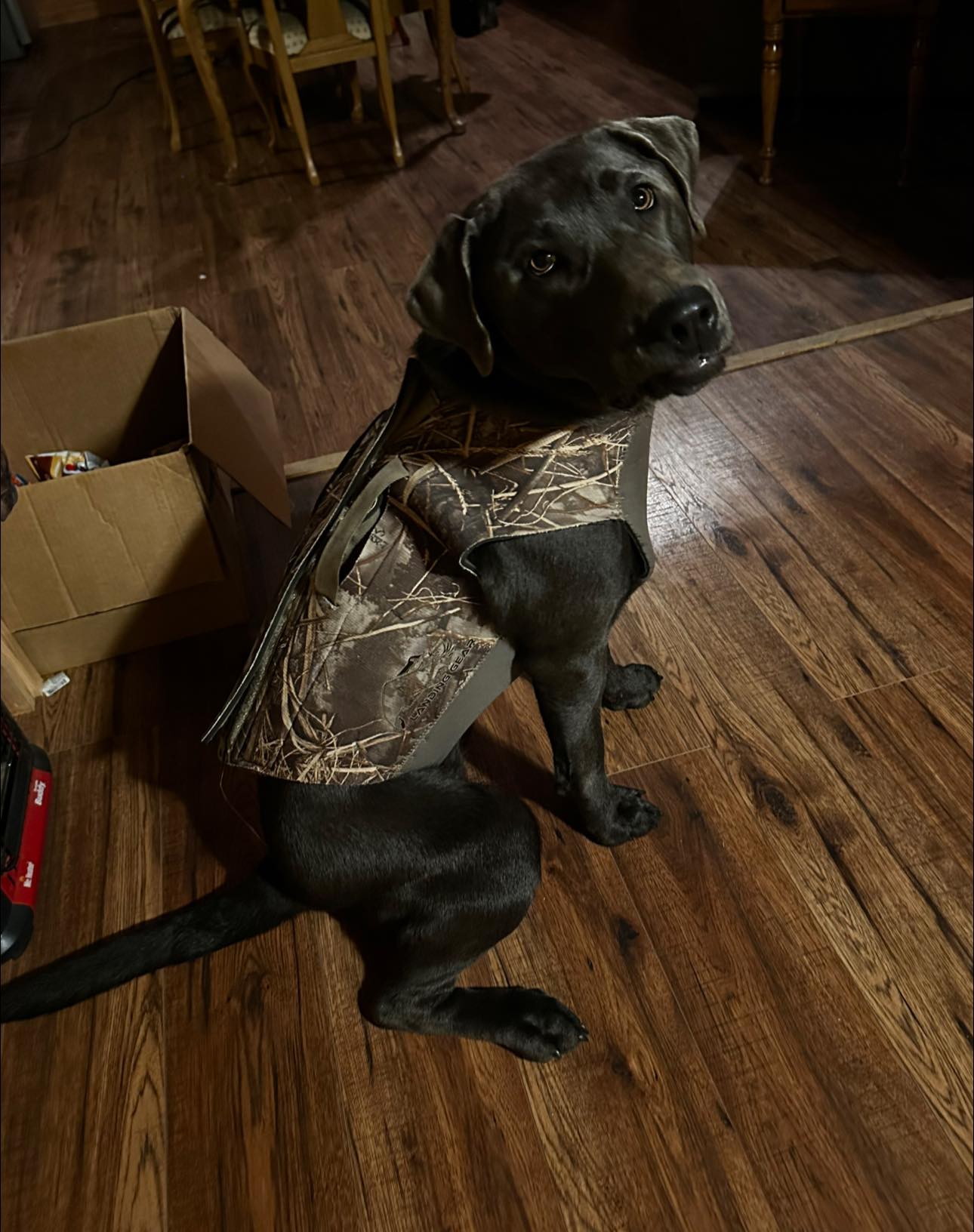 Pet vests for dogs