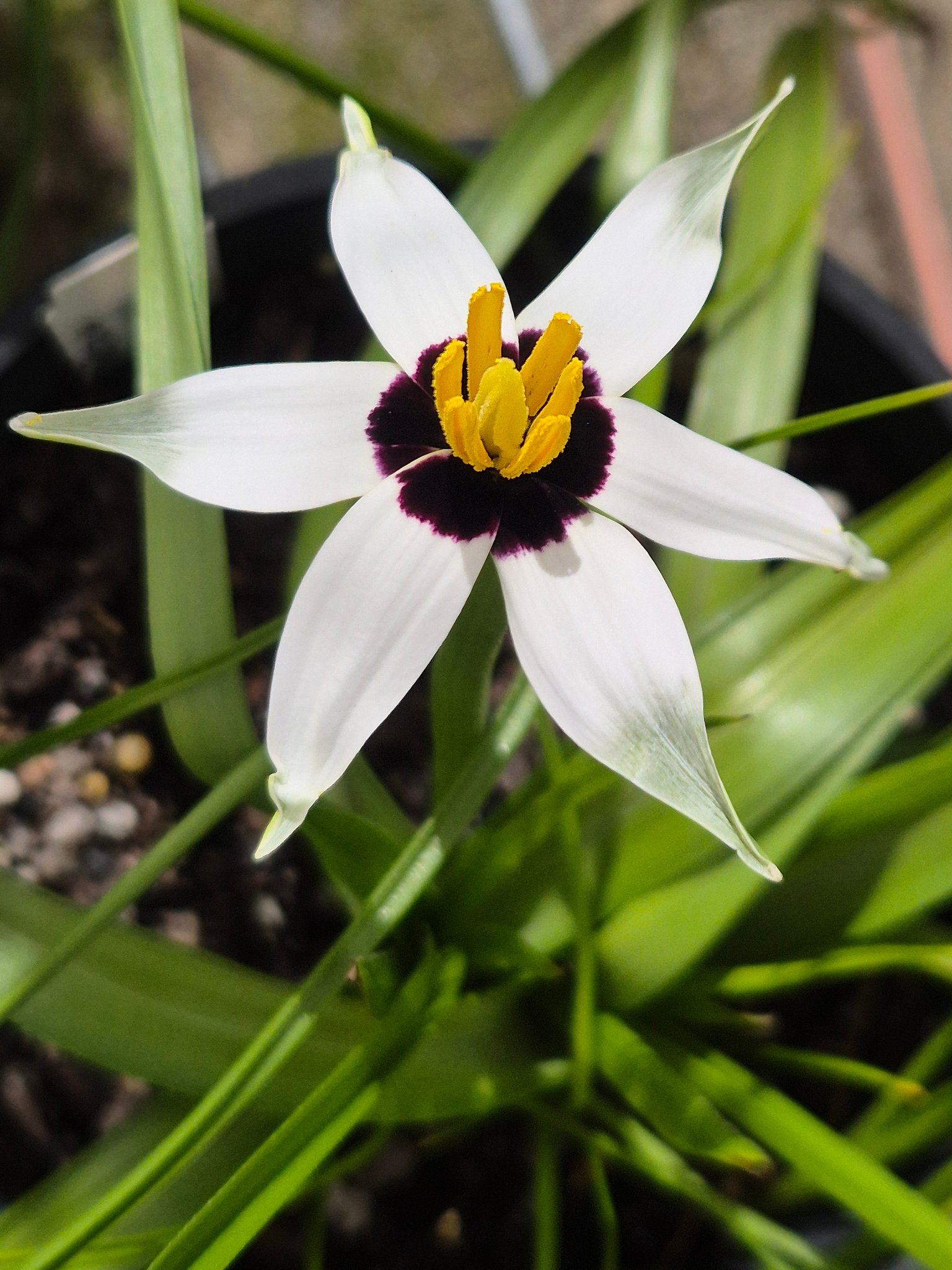 Rare Pauridia species like capensis and scullyi