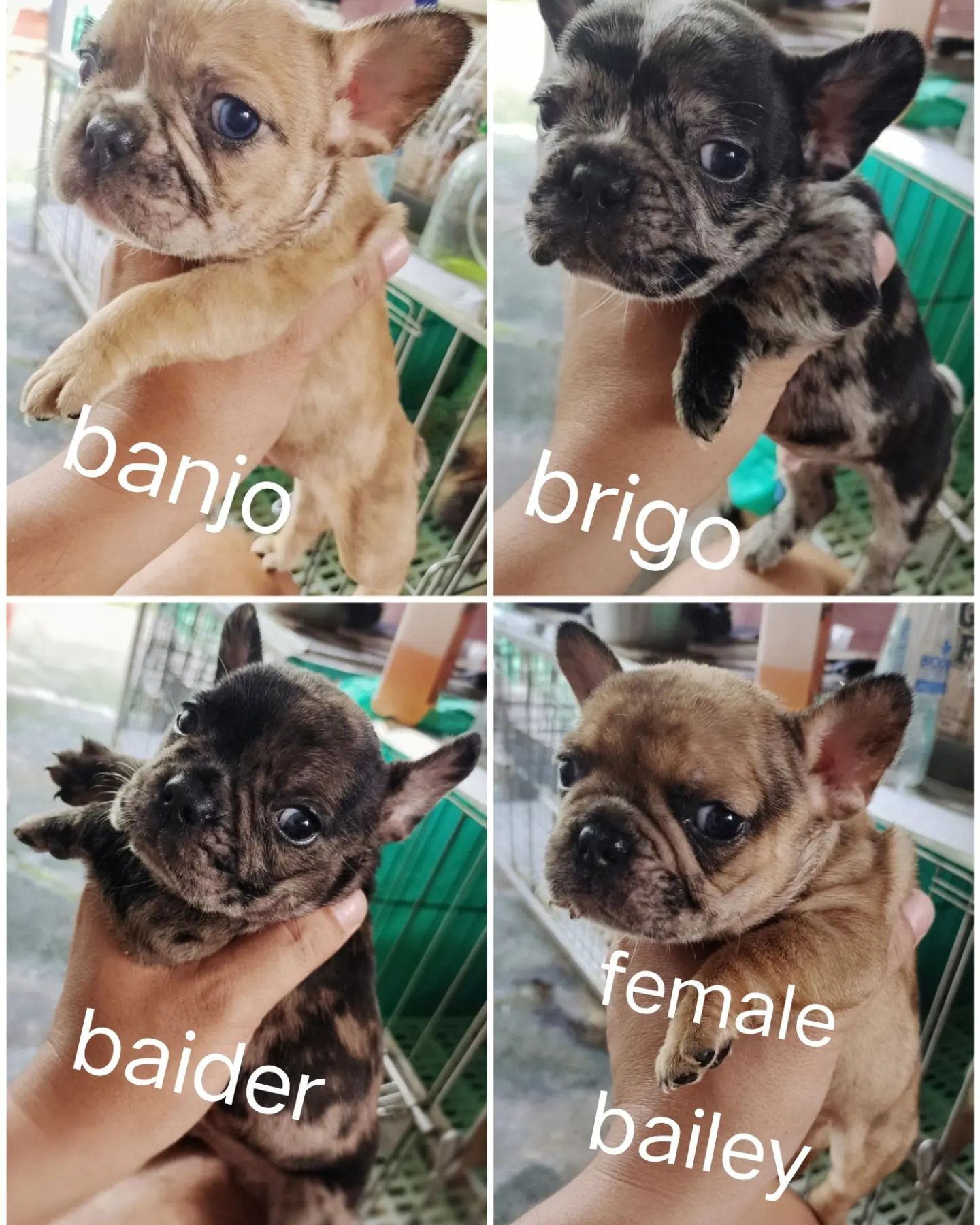Boss Chip Ph - Cute healthy frenchies #merlefrenchies # ...