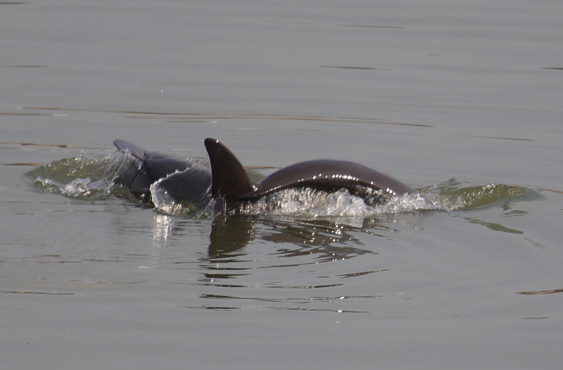 Finless porpoises have been spotted... - China Plus Culture